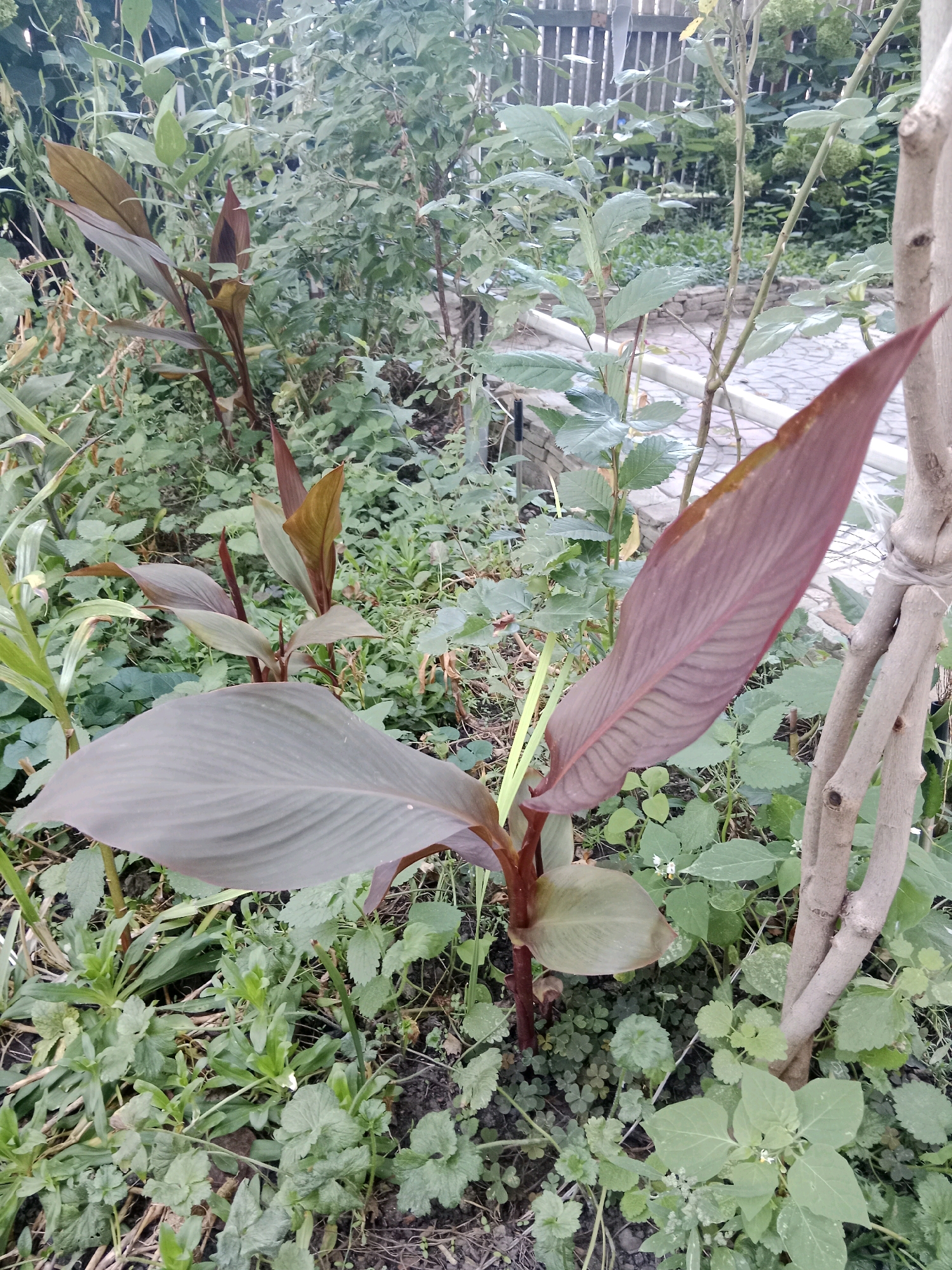 The image shows a close-up view of a garden in Mălăieștii Noi, Moldova. The foreground is dominated by a plant with large, reddish-brown leaves, likely a Canna Lily. The plant has thick, reddish stems and the leaves are broad and elongated with visible veins. Behind this plant, a variety of other greenery is visible, including smaller plants with lighter green leaves and some taller, thinner plants. A light-colored, paved pathway or patio is visible in the mid-ground, bordered by low stone walls. In the background, a wooden fence can be seen, with more foliage behind it. A thin tree trunk with a rough texture is prominent on the right side of the frame, tied with a piece of twine. The overall setting appears to be an outdoor garden environment, with natural light illuminating the scene. There are no people or animals visible in the image.
