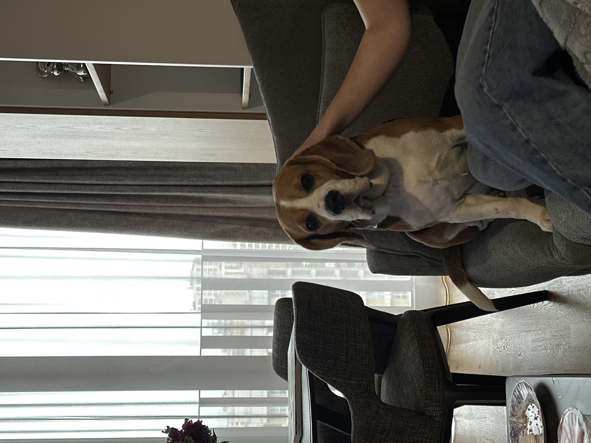 The image captures a scene indoors, featuring a beagle dog resting on a grey armchair, partially obscured by a person wearing blue jeans. The person's arm is visible, resting on the chair near the dog. The background includes a window with closed blinds, revealing a cityscape that suggests an urban environment. A second grey armchair is visible behind the first one, along with a coffee table holding decorative objects. The location is inferred to be in Yerevan, Armenia. The focus is on the dog's presence and its interaction with the person and the surrounding domestic environment.