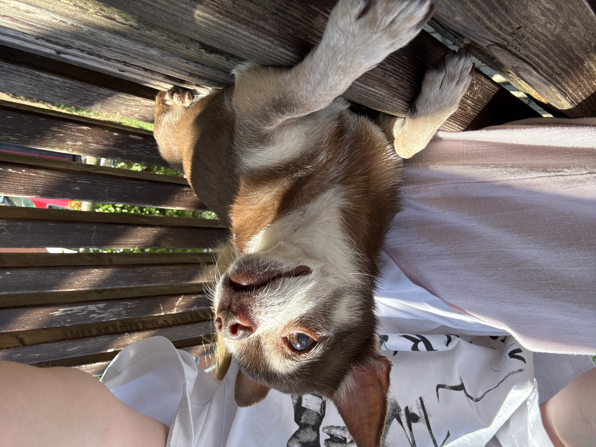 A close-up, vertically oriented, upside-down shot captures a small brown and white dog lying on a wooden surface, possibly a bench. The dog's head is tilted, with its blue-brown eyes looking directly at the camera. Sunlight dapples the scene, casting shadows and highlighting the dog's fur and the textured wood. The dog appears relaxed, with its paws visible, one resting on the wooden slats and another peeking through a gap. Beneath the dog, a pale pink fabric is visible, and further down, a white garment with black abstract markings. The background shows more wooden slats and hints of greenery, suggesting an outdoor setting during daylight. The lighting indicates it is likely late afternoon or early morning due to the long shadows.