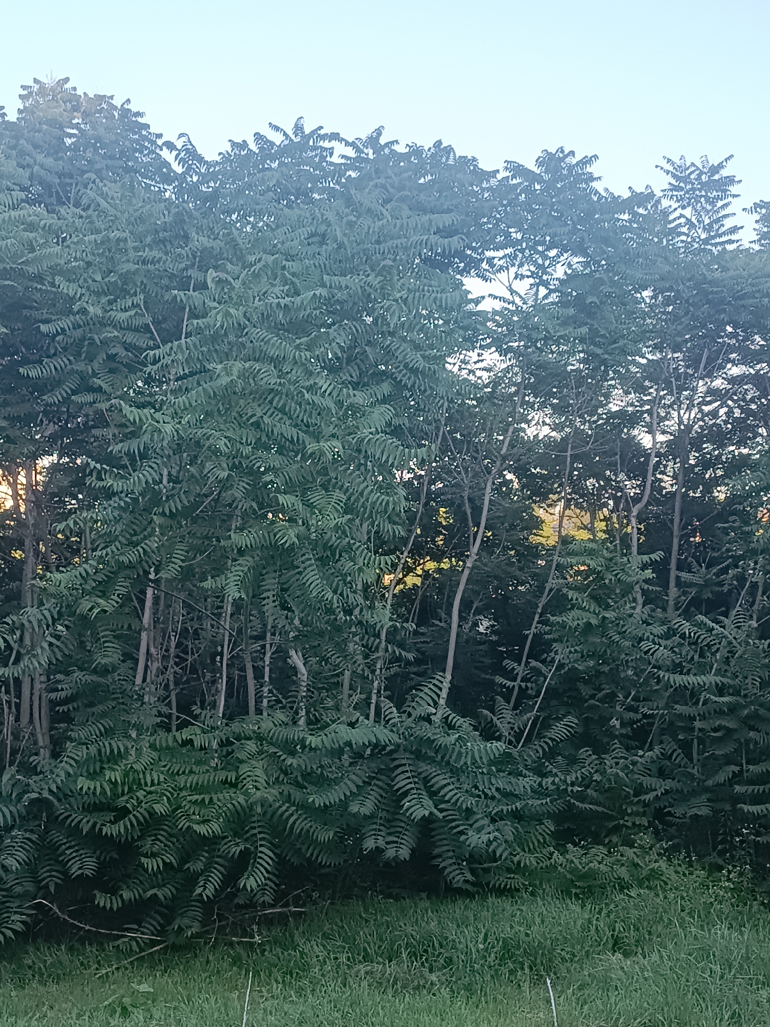 The image shows a dense stand of trees with green foliage, silhouetted against a pale sky. The trees are tall and appear to be in a natural setting, possibly a park or a wooded area. The foreground is filled with green grass and some low-lying vegetation. The lighting suggests it is either early morning or late afternoon. The scene does not contain any people or identifiable structures. It is a natural landscape scene without any specific markers that would indicate a precise location within the city of Dnipro, Ukraine.