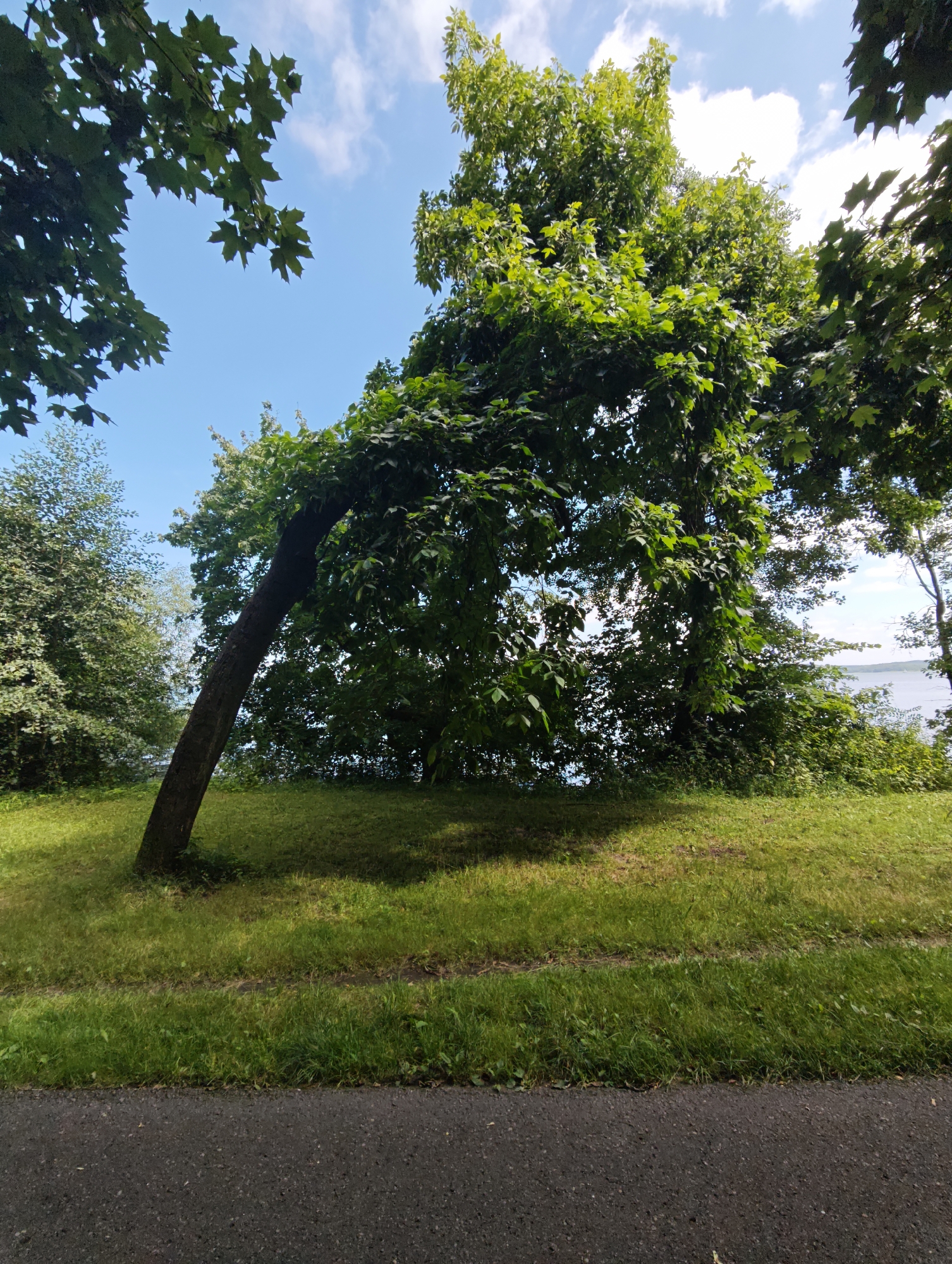An eye-level, full shot shows a grassy embankment with a dark asphalt path in the foreground. A large tree with a thick, dark trunk leans dramatically to the left, its branches heavy with green leaves, arching over the grassy area. In the background, more lush green trees and foliage line the edge of a body of water, likely the Schweriner See. The sky above is a clear blue with scattered white clouds. The scene appears to be a park or recreational area in Schwerin, Germany, possibly along the waterfront. There are no people or animals visible in the image.
