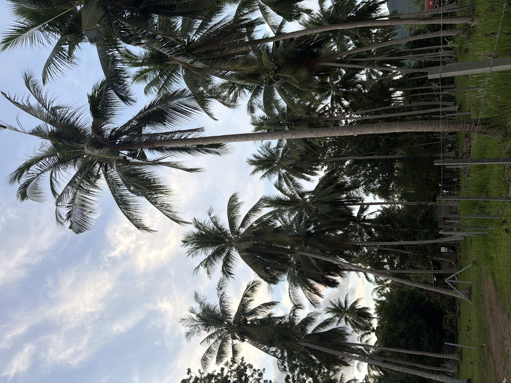 The image depicts a rural scene dominated by numerous tall coconut palm trees under a partially cloudy sky. In the foreground, a patch of green grass is bordered by a wire fence with concrete posts, suggesting a property boundary. A dirt path is visible to the left of the grass. In the middle ground, the dense grove of coconut trees is interspersed with other vegetation and a small building with a dark roof, likely a simple dwelling or storage structure. The background shows more trees and the faint outline of a hill or mountain. The overall impression is one of a tropical, agricultural setting, possibly on Ko Phangan, Thailand, given the presence of coconut palms. There are no people visible in the image.