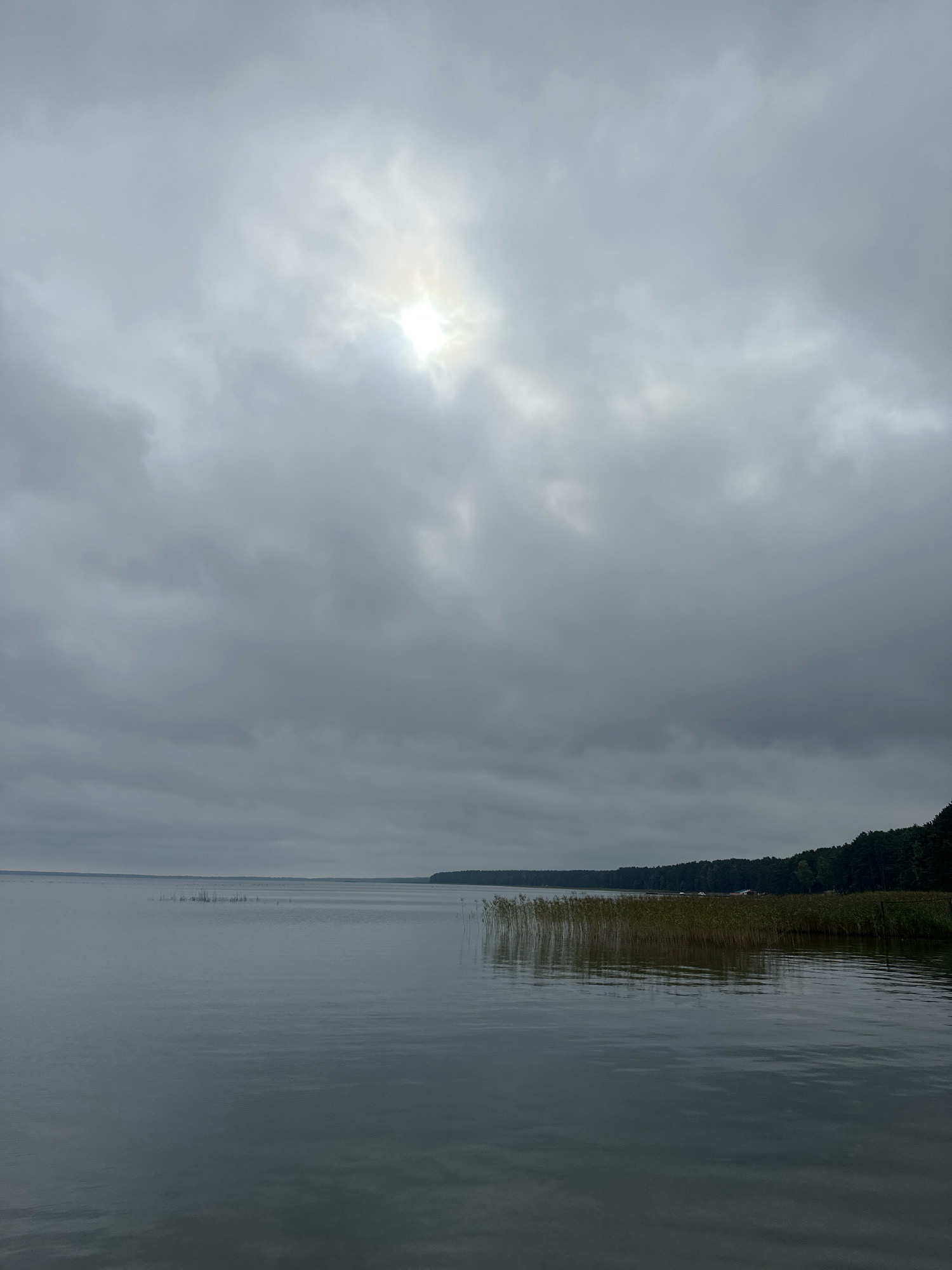 This is a landscape photograph of a large body of water, likely a lake, under an overcast sky. The sun is partially obscured by clouds, creating a diffused light. The water is calm with a slight ripple. Along the far bank, a dense line of dark green trees forms a treeline. In the foreground and mid-ground, there are patches of reeds or tall grasses growing in and near the water. The scene depicts a natural environment, likely rural, and does not contain any people or discernible human activity beyond what might be implied by the distant treeline. The overall mood is somber and tranquil, typical of a cloudy day in a natural setting. Based on the provided context, this scene is located in the Narochansky Selsoviet, Belarus, which is known for its numerous lakes and natural landscapes.