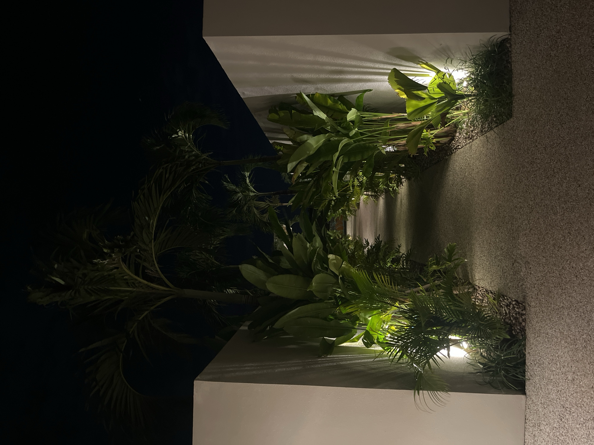 At night, a vertical view captures a corner formed by two white walls, one smooth and the other textured with a gravel-like finish. Abundant green foliage, encompassing various plant types like banana leaves and palm fronds, spills from the top of both walls, illuminated by concealed light fixtures, casting shadows on the white surfaces. The darkness beyond the walls hints at an outdoor setting, potentially within the Kuta Selatan region of Indonesia, based on the vegetation's tropical appearance.