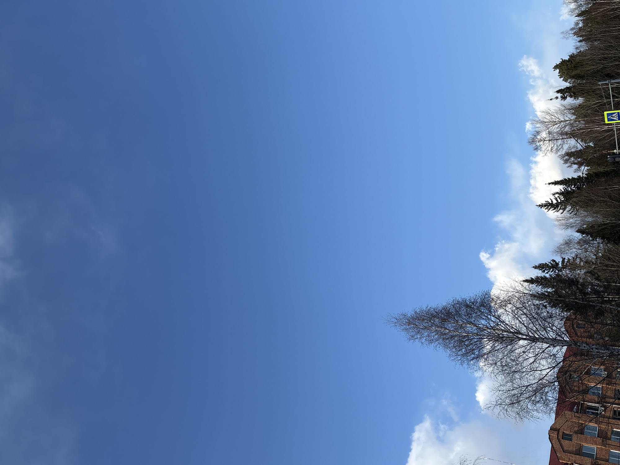 A bright, upward-angled shot captures a vast expanse of blue sky, suggesting a sunny day. The image appears to be rotated 90 degrees clockwise from its natural orientation.
In the correctly oriented view, the sky dominates the top and left portions of the frame, a vibrant blue with scattered, fluffy white clouds concentrated along the bottom and right edges. A prominent, large bare tree, likely a birch, stands in the lower-left quadrant, its delicate branches extending upwards into the clear sky.
Along the top edge and extending down the right side, a dense line of trees forms a natural boundary. Many of these are deciduous and currently bare of leaves, indicating late autumn, winter, or early spring. Darker evergreen trees are interspersed among them. Amidst these trees, near the top-right corner, a yellow, diamond-shaped pedestrian crossing sign with a black walking figure is clearly visible.
Part of a multi-story building with a reddish roof and brown brick walls occupies the bottom-right portion of the frame. Several windows are visible on its facade. No people or specific activities are depicted. The scene captures a tranquil outdoor setting in Ust-Ilimsk, Russia, under bright daylight conditions.