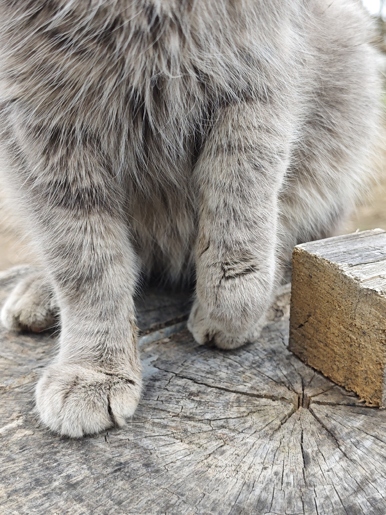 A close-up captures the paws of a furry, grey cat, possibly a domestic longhair breed. The cat's paws rest on a weathered, circular wooden surface, likely a tree stump. A rectangular piece of wood sits adjacent to the paws on the stump. The image has an outdoor setting, and given the prompt, the location is likely Parkhomivka, Ukraine. The focus is on the tactile details of the cat's fur and the wood texture.