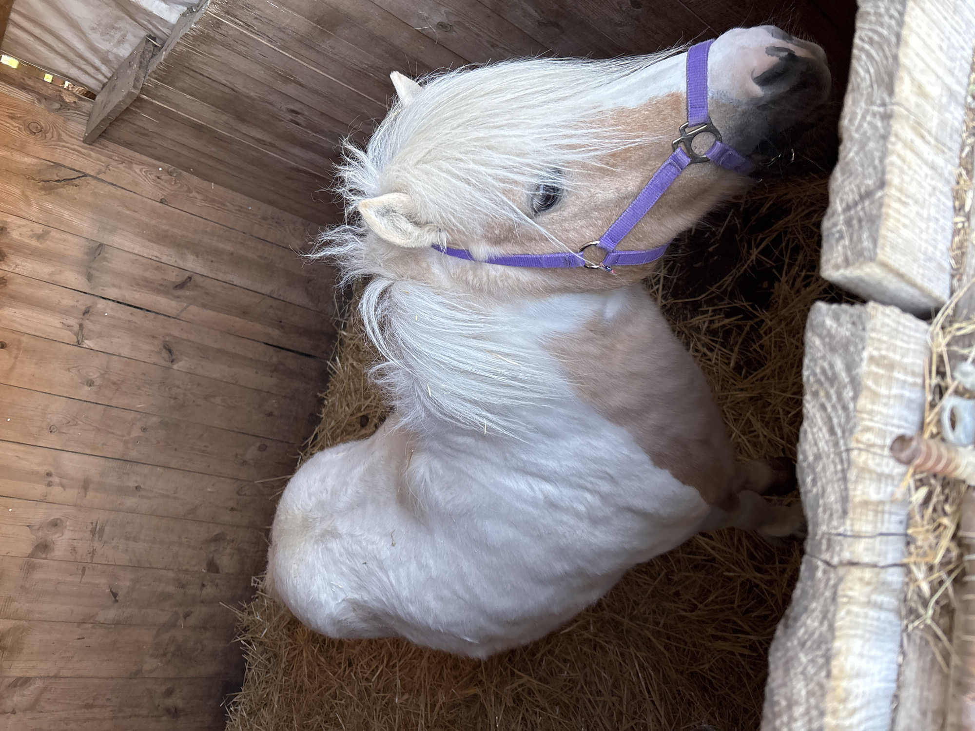 A miniature horse with a light mane and a purple halter stands on hay in a wooden stall. The photograph appears to be taken from above. The scene's specific location in Burgas, Bulgaria, is not evident from the image.