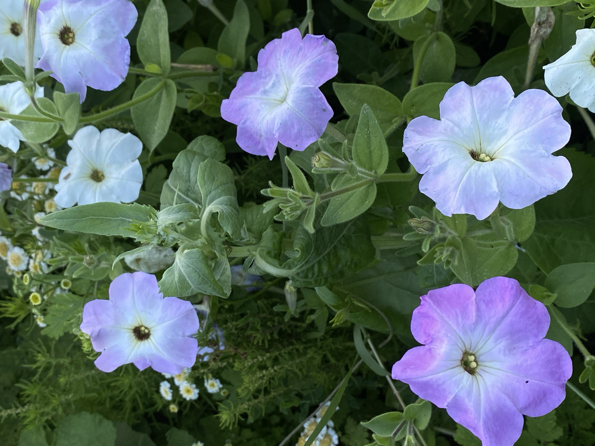 This is a close-up, eye-level, outdoor, vertical photograph of several blooming petunias and other small white flowers in a garden. The petunias are various shades of light purple and white, with five petals each and dark centers. They are surrounded by lush green foliage and thin, wiry stems of other plants. The background is a soft blur of green and white. The scene depicts a natural, cultivated setting, likely a residential garden. The image was taken in Cairaclia, Moldova, specifically in a garden environment. There are no people or animals visible in the photograph. The lighting suggests it was taken during daylight hours, possibly early morning or late afternoon given the soft light.