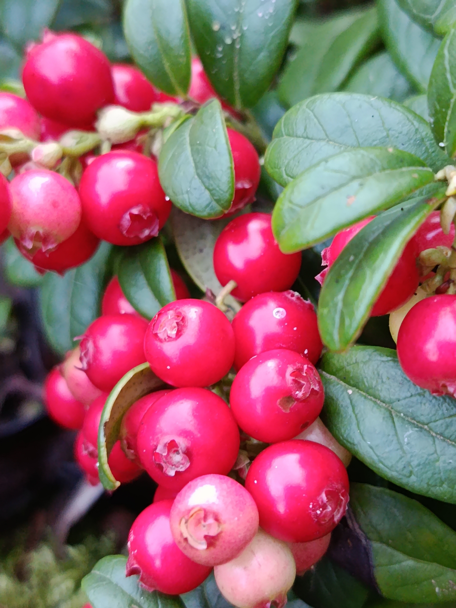 In the city of Gribchikha, Russia, a close-up shot captures a cluster of ripe, red lingonberries growing on a plant. The berries are spherical and plump, with a vibrant, glossy red hue. Many of them exhibit a slight indentation at the top, revealing the remnants of their blossoms. The berries are interspersed with deep green, leathery leaves, some of which have visible veins and appear slightly glossy, possibly due to dew or moisture. The background is softly blurred, suggesting a natural outdoor environment with hints of dark earth and out-of-focus greenery. The lighting is diffused, creating soft highlights on the berries and leaves, emphasizing their natural textures.