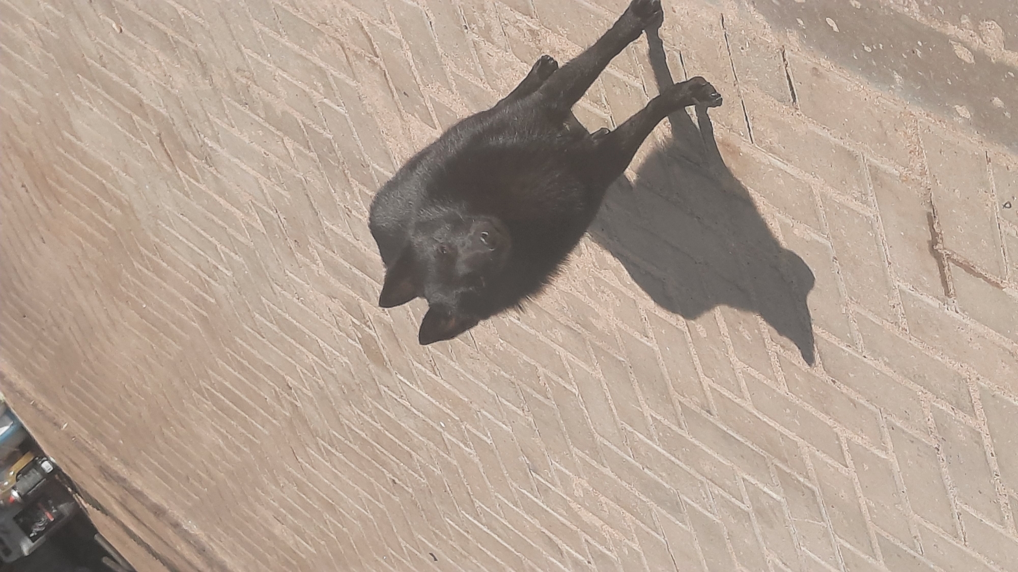 A black dog with erect ears and a pointed snout is shown from a high angle, lying on a paved surface of beige bricks laid in a herringbone pattern. The dog is positioned towards the right side of the frame, facing upwards towards the camera. Its body is mostly black, with some lighter coloration around its muzzle. A shadow of the dog, elongated due to the lighting, is cast on the brick surface to its left. In the upper left corner of the image, out of focus, are glimpses of what appear to be vehicles and possibly some structures, suggesting an urban or semi-urban outdoor environment. The ground texture indicates it is a well-maintained outdoor area.