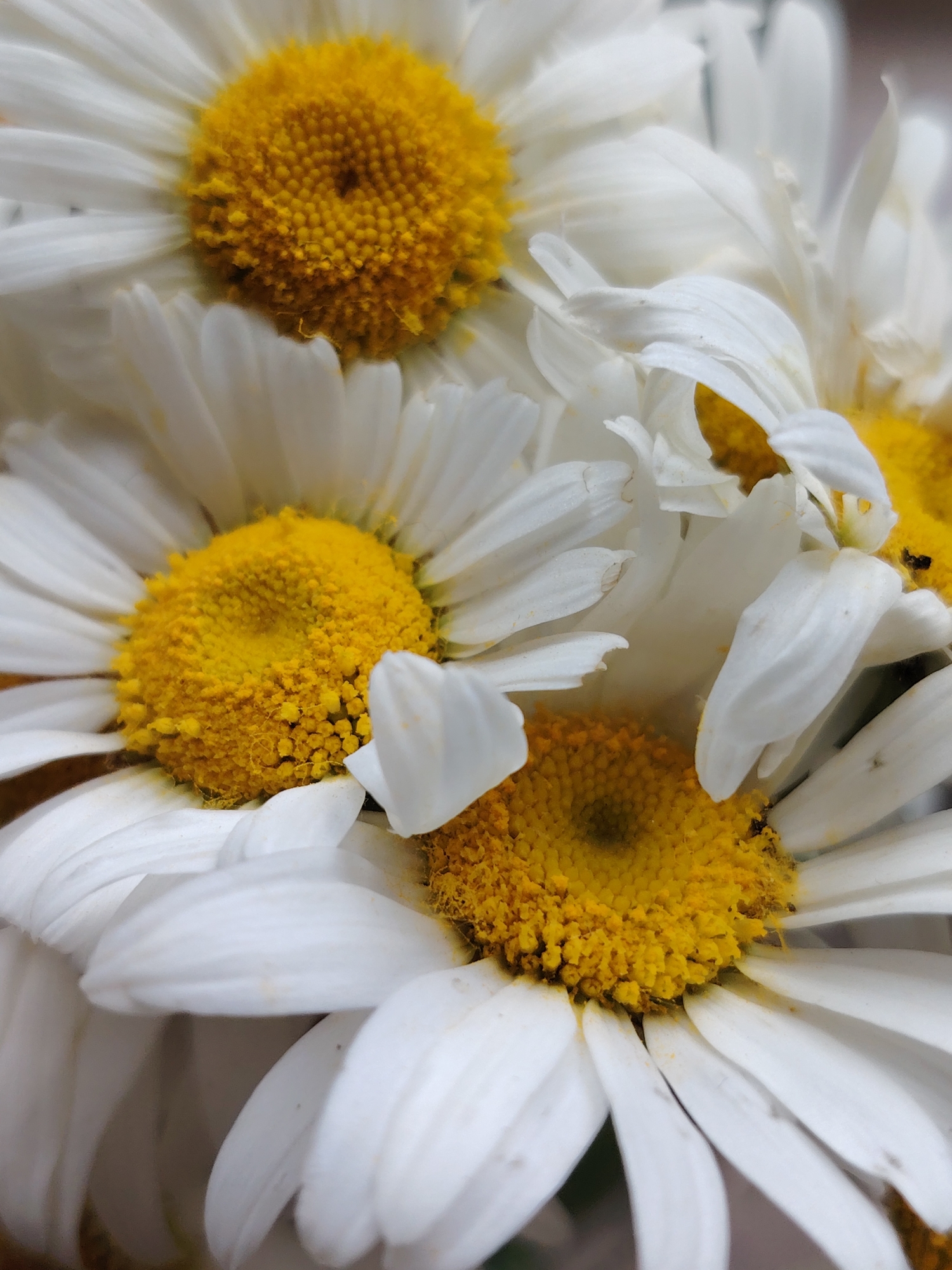 A close-up, overhead shot focuses on a cluster of white daisies with bright yellow centers. The flowers are tightly packed, with some petals overlapping others. The image is shot with a shallow depth of field, blurring the background and emphasizing the textures of the petals and the granular surface of the flower centers. There is no discernible location within the city of Chaikovsky, Russia, or any people, actions, or interactions visible. The scene is a still life of flowers.
