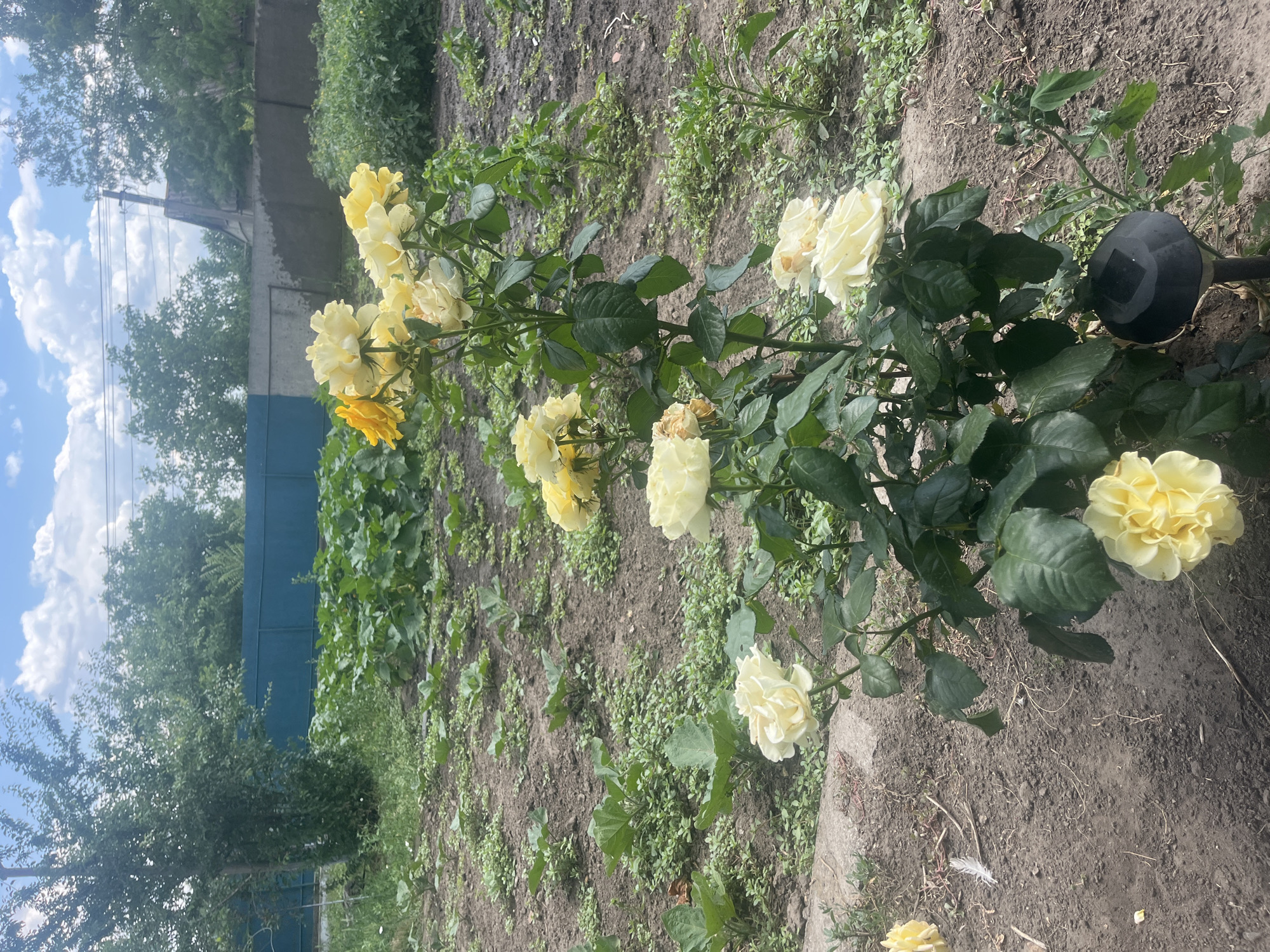 The image shows a close-up of a bush with multiple yellow roses in a garden. The roses are in various stages of bloom, with some fully open and others still budding. The bush has dark green leaves and thorny stems. The background consists of dry soil, scattered green weeds, and a blurred dark blue fence. To the left of the bush, a concrete wall is visible, and beyond that, trees and a bright blue sky with fluffy white clouds. A black solar garden light is attached to a pole next to the rose bush. The scene appears to be outdoors in a garden, likely in the daytime due to the bright lighting and clear sky. The overall impression is one of a sunny day in a garden setting.