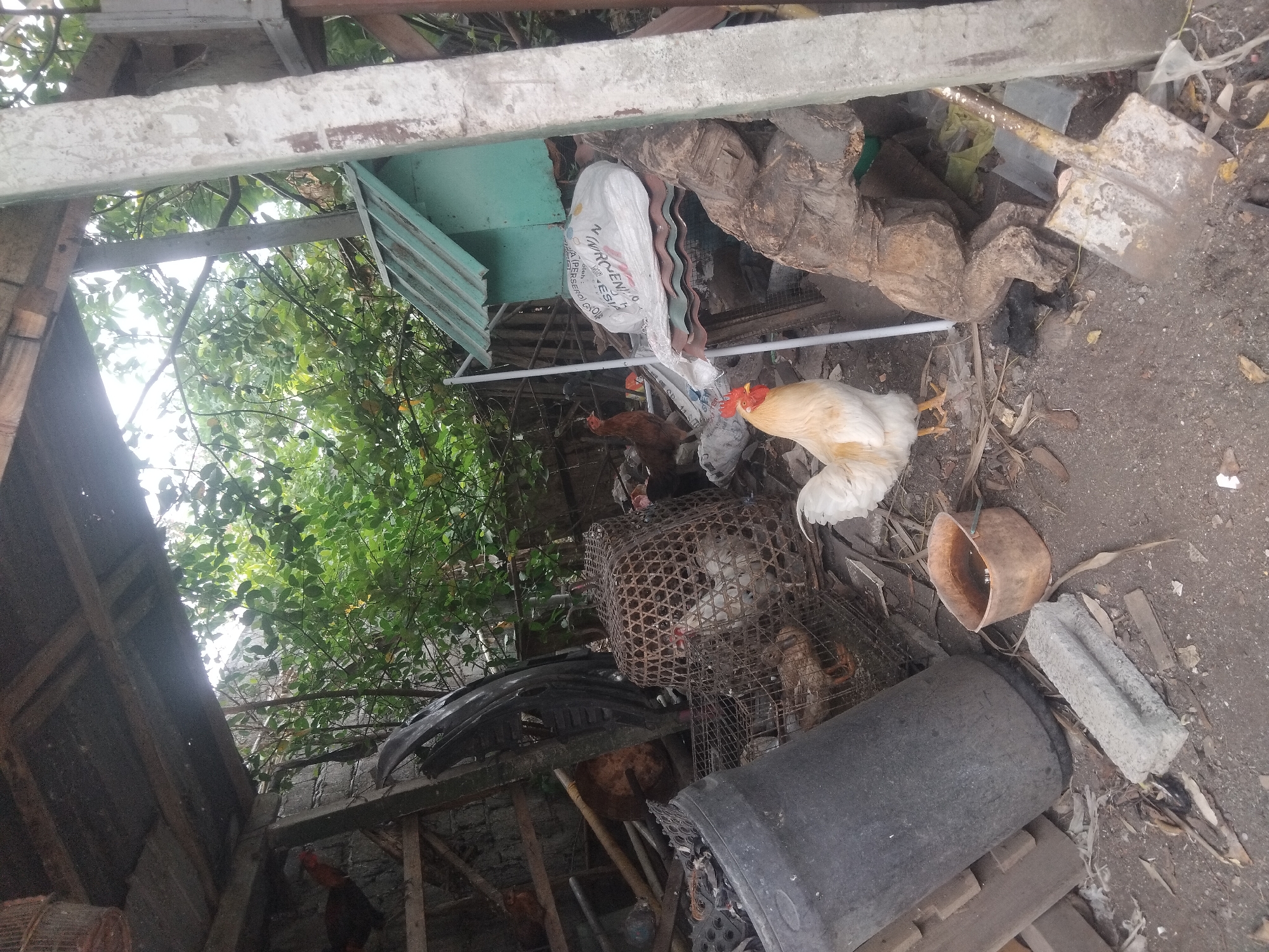 The image shows a cluttered outdoor scene in daylight. There is a partially constructed or dilapidated structure with wooden beams and a metal roof frame visible. Vegetation, including trees and leafy plants, can be seen. Various objects are scattered around, including a white sack, a shovel, a broken clay pot, a concrete block, a black plastic barrel, and an assortment of scrap materials like wood planks and metal. A chicken coop holds poultry and chickens are seen roaming freely. The location is Unknown, Unknown.