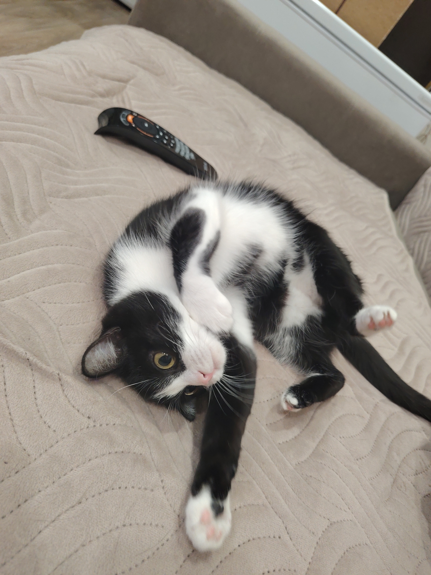 A black and white cat lies on a beige, textured couch. The cat is twisting its body and paws upward. A black remote control sits near the cat's head. The couch is set against a grey wall. The location is unknown.