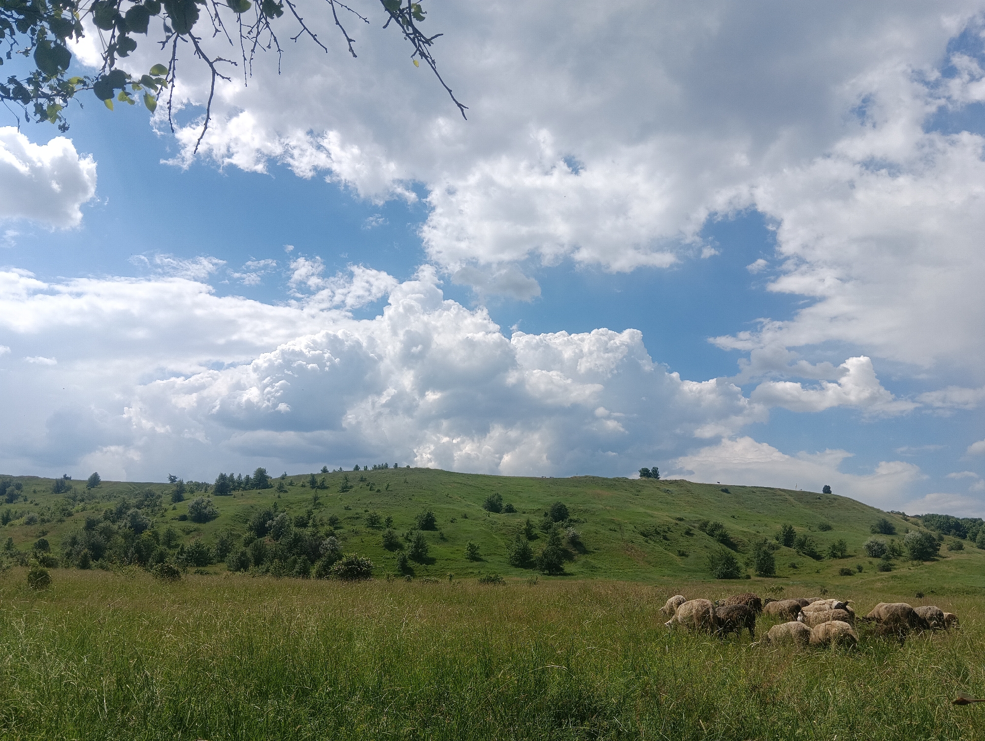A flock of sheep is grazing in a grassy field in front of a rolling green hill dotted with trees under a bright blue sky filled with fluffy white clouds. The foreground is dominated by tall, green grass. In the distance, the hill rises, with patches of trees and bushes scattered across its slopes. The sky is a vibrant blue, with large, cumulus clouds creating a dramatic contrast. A few branches from a tree are visible in the upper left corner of the image, framing the sky. The sheep are clustered together, mostly with their heads down, eating grass. One sheep in the center of the flock appears to be white with dark markings. The overall scene depicts a pastoral landscape on a sunny day.