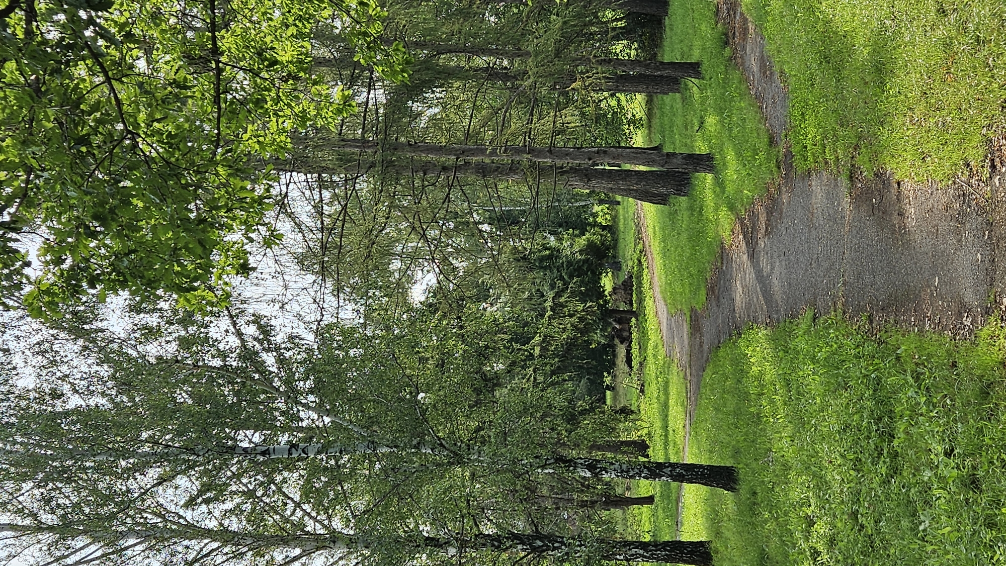 The image depicts a winding asphalt path through a sun-dappled park in Prešov, Slovakia. Lush green grass lines both sides of the path, which curves gently into the distance. Tall trees with dense foliage create a canopy overhead, casting shadows on the ground. The birch trees on the left have distinctive white bark. The scene appears peaceful and natural, typical of an urban park setting. No people or animals are visible in the frame.