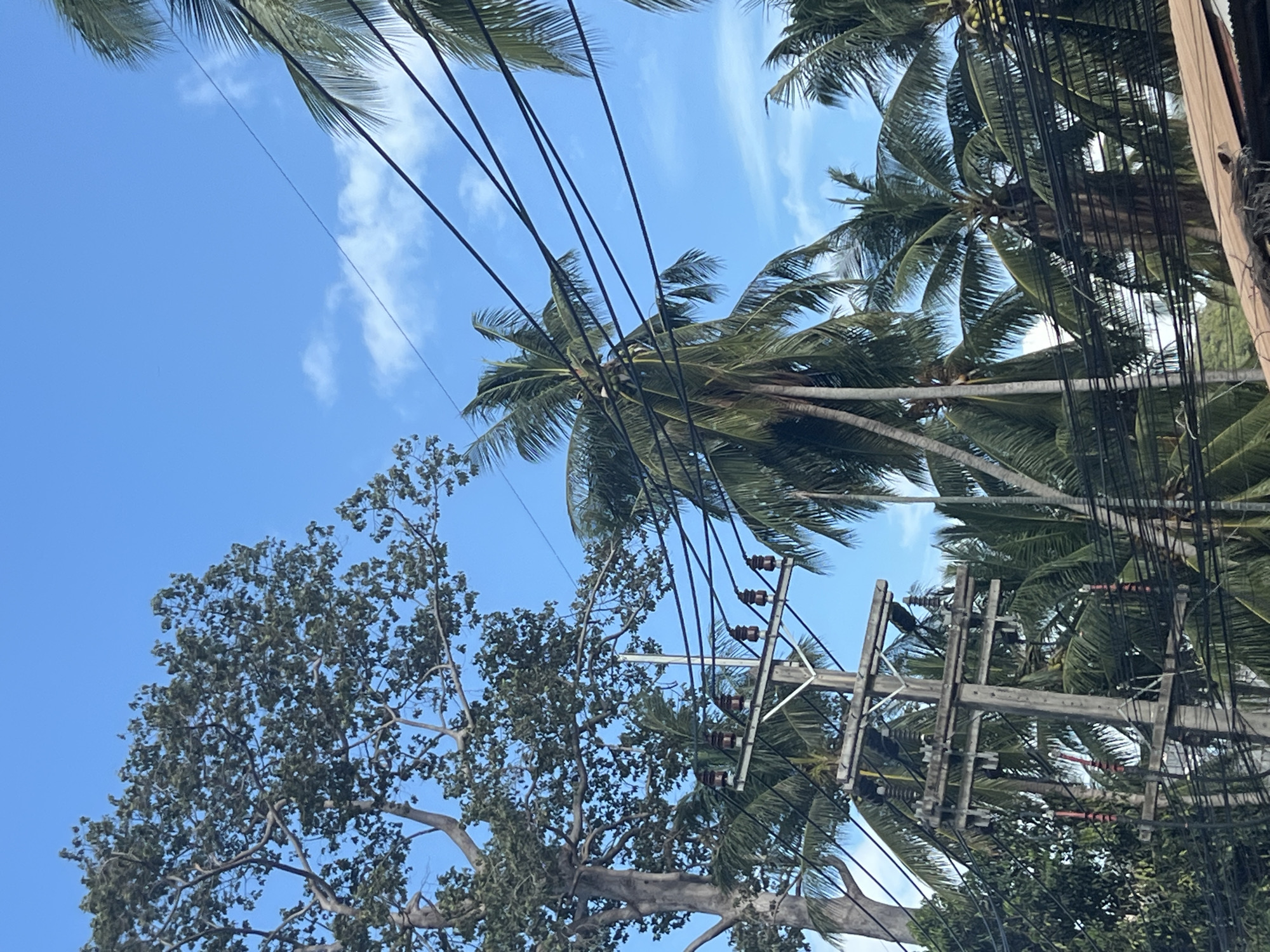 A low-angle, medium shot captures a view of the sky above a tropical environment, likely in an urban or semi-urban setting. The bright blue sky is dotted with thin, wispy white clouds. In the foreground, a dense network of black electrical wires crisscrosses the frame, obscuring parts of the scene. Dominating the left side of the image is a tall, mature tree with a thick, light-colored trunk and a full canopy of dark green leaves. To the right and center, several palm trees with their characteristic fronds are visible, some appearing to be in the mid-ground. A prominent utility pole with multiple insulators and crossbars stands out, supporting the electrical wires. The overall impression is one of a sunlit day in a place with lush vegetation and essential infrastructure.