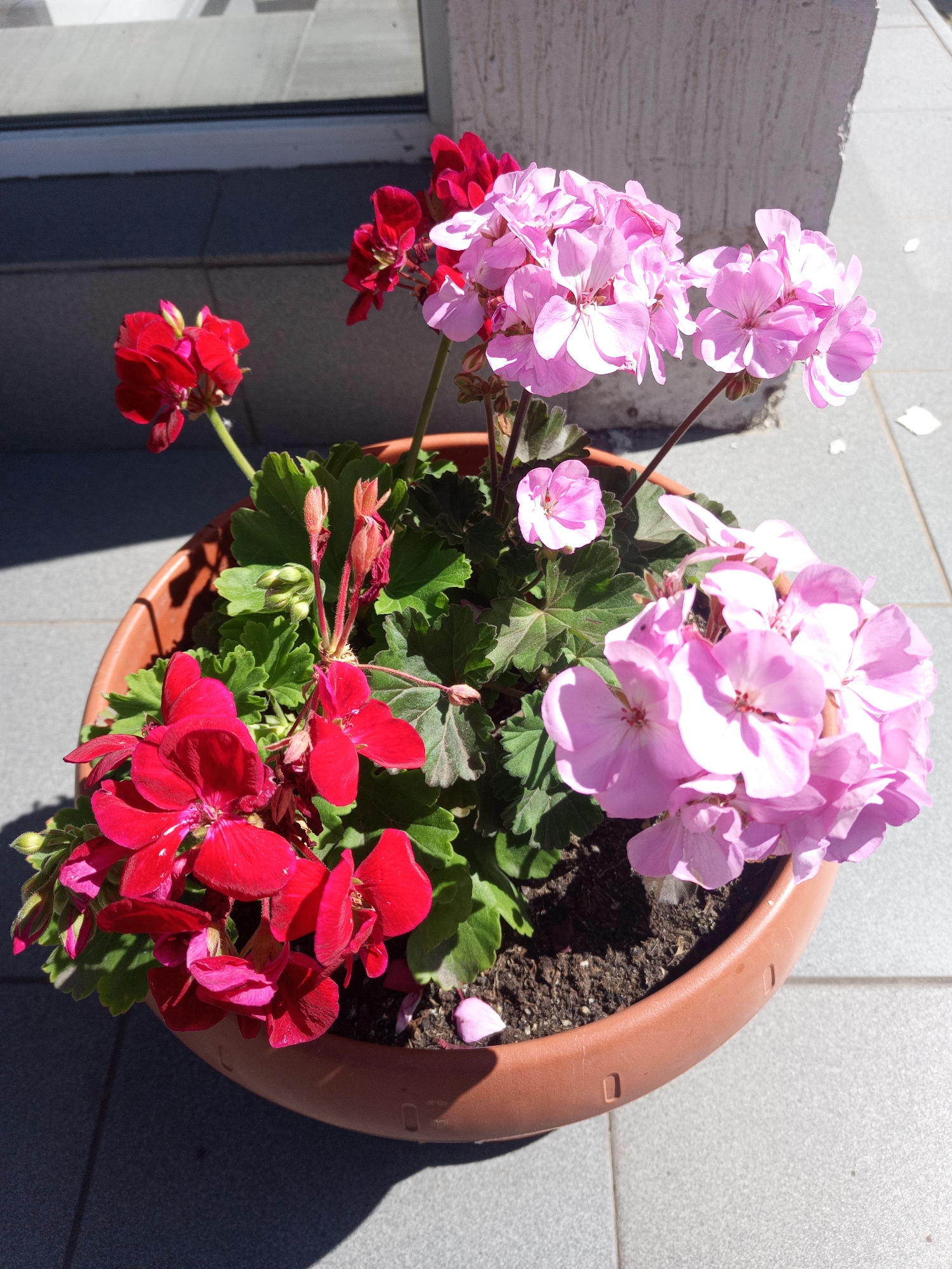 A close-up, eye-level shot captures a terracotta pot filled with vibrant geraniums. The pot rests on a gray tiled surface, likely an outdoor patio or walkway, bathed in bright sunlight that casts distinct shadows.
The geraniums are the primary subjects, showcasing a striking contrast of colors. Clusters of deep red flowers bloom prominently, their petals velvety and rich. Interspersed among them are delicate clusters of light pink flowers, their translucent petals catching the light. Lush green leaves with serrated edges provide a verdant backdrop to the colorful blooms. Several buds, in various stages of development, hint at future blossoms.
The setting suggests a sunny day, with the strong sunlight indicating it could be morning or afternoon. The tiled surface and the presence of a building edge in the background, partially visible on the right, suggest an urban or suburban outdoor space. There is no visible text in the image. The overall mood is cheerful and vibrant, owing to the bright colors of the flowers and the strong sunlight. The image focuses solely on the potted plant, with no people present.
