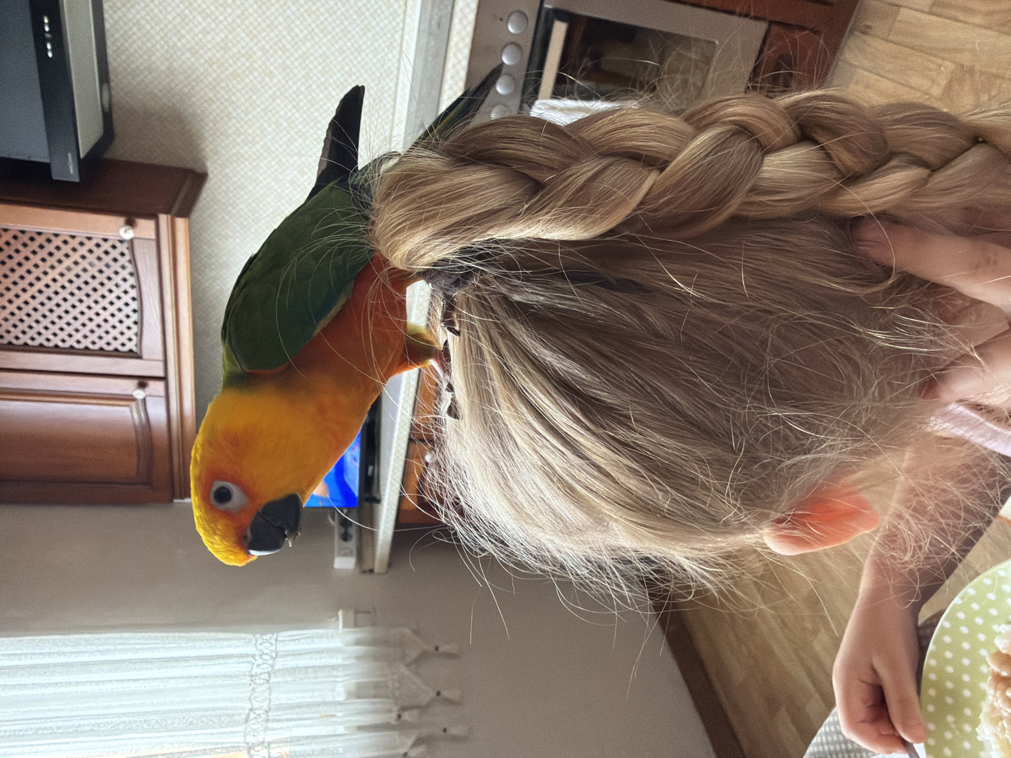 This media file shows a close-up view of a sun conure parrot perched on a person's blonde braided hair. The parrot is predominantly yellow and orange with green feathers on its back and a black beak. Its eye is visible, and it appears to be looking downwards. The person's hair is styled in a thick braid that runs horizontally across the frame. The background suggests an indoor setting, possibly a kitchen or dining area, with wooden cabinets and a countertop visible. There is also a glimpse of what appears to be a television screen and blinds on a window. The lighting indicates it is daytime. The overall impression is one of a domestic scene, possibly capturing a moment of interaction between a pet bird and a child. No text is visible in the image.
