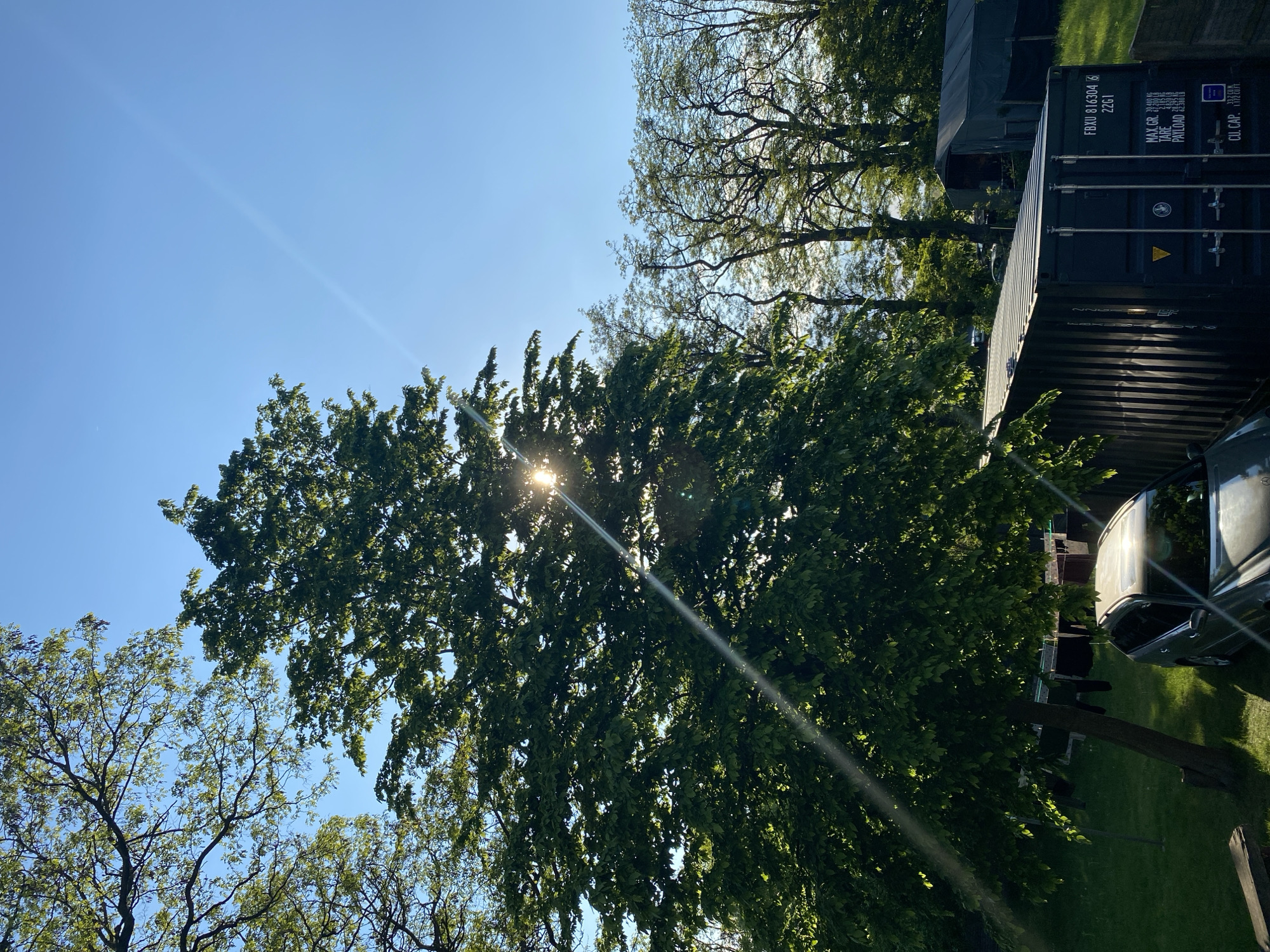 The image depicts a sunny day in an outdoor environment. A large, leafy tree dominates the scene, with sunlight filtering through its branches. A shipping container is visible on the right, along with a glimpse of a car parked beside it. Clothes are hanging on a washing line. Other trees are also visible. The photograph appears to have been taken in the Polish city of Buk, Poland.