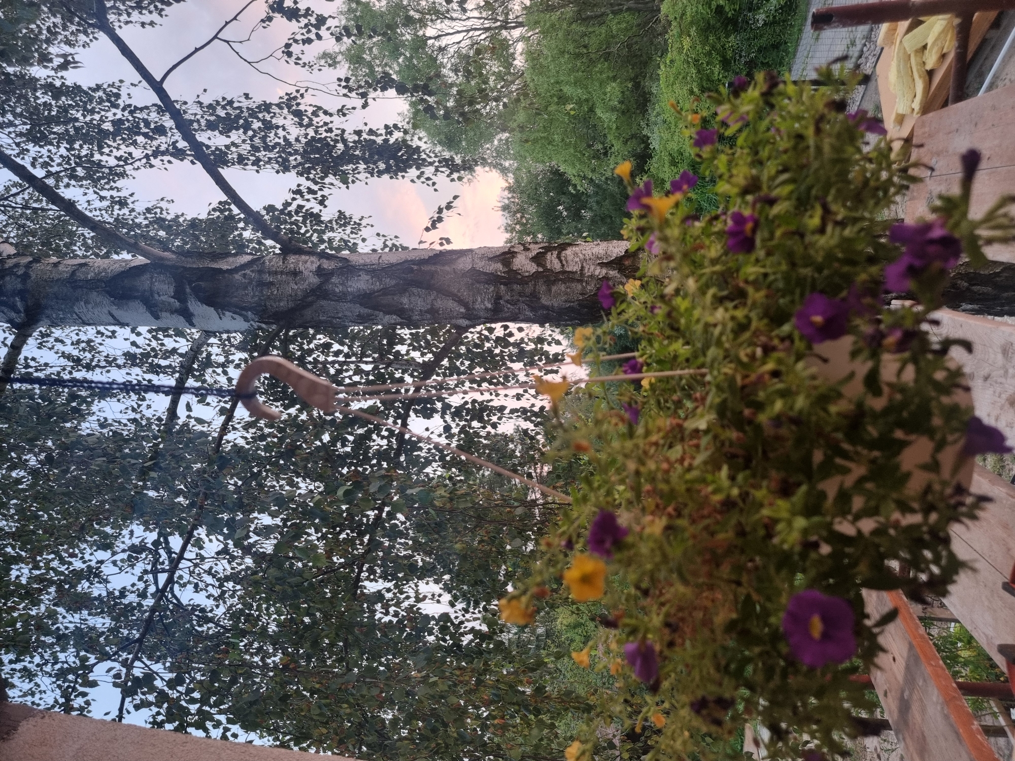 An outdoor, medium shot shows a hanging basket of purple and yellow flowers in the foreground, placed on a wooden structure. Behind the flowers, a tall birch tree with a rough, white and black trunk dominates the center of the frame. The tree's branches, laden with green leaves, extend outwards, creating a canopy against a pale, hazy sky with hints of pink and orange, suggesting either dawn or dusk. The background is filled with lush green foliage, indicating a natural or park-like setting. The scene is likely located in Szczaki, Poland, given the context. No people are visible in the image. The overall atmosphere is tranquil and natural.