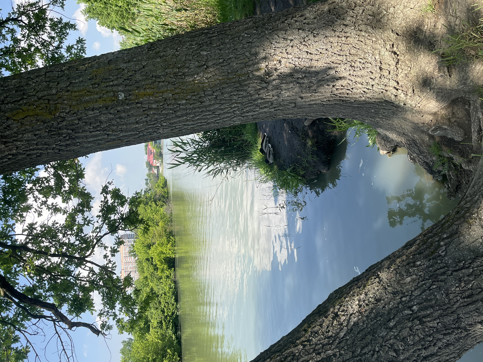 A landscape image depicts a serene view through the trunks of two trees, revealing a body of water with reflections of the sky and clouds. On the left, the skyline of Krasnodar, Russia is visible in the background behind lush green trees. The trees frame the water, which extends towards the horizon. Some grassy vegetation grows at the base of the tree on the right side of the frame. Three ducks rest on a small island.