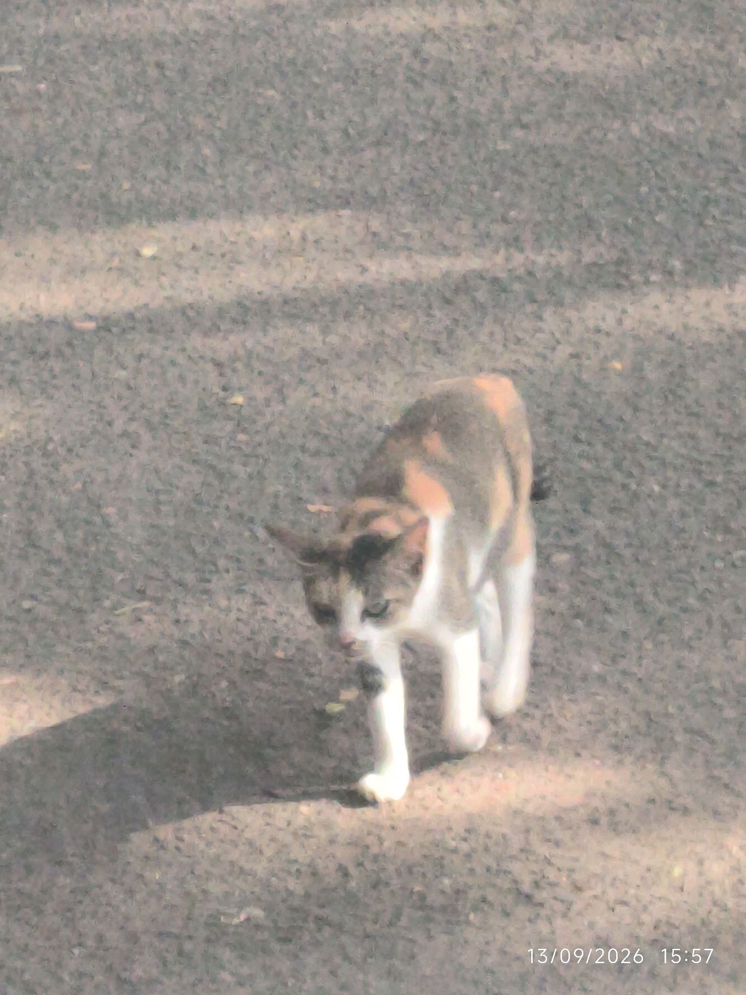 A calico cat walks on a paved surface, possibly a road or sidewalk, casting a shadow to its left. The cat is predominantly white with patches of tan and gray. Its head is turned slightly towards the viewer. The ground is textured and appears to be asphalt with scattered light-colored debris. A timestamp, "13/09/2026 15:57", is visible in the lower right corner of the image, indicating the date and time. The location is Lhokseumawe, Indonesia.