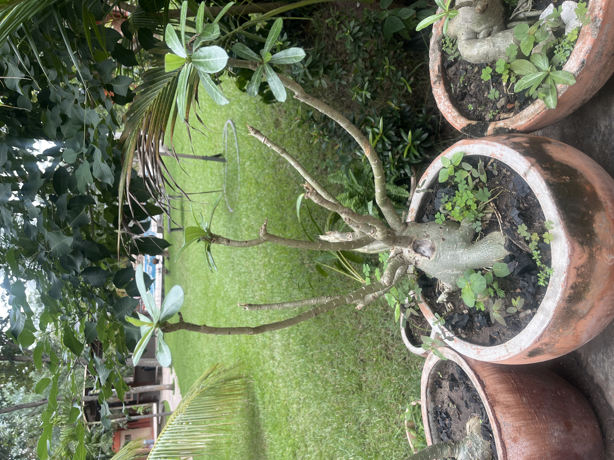 The image shows several potted plants with thick, bare branches and sparse green leaves. They are situated on a surface adjacent to a lawn. In the background, there's a green lawn and the outlines of buildings under the cover of trees.