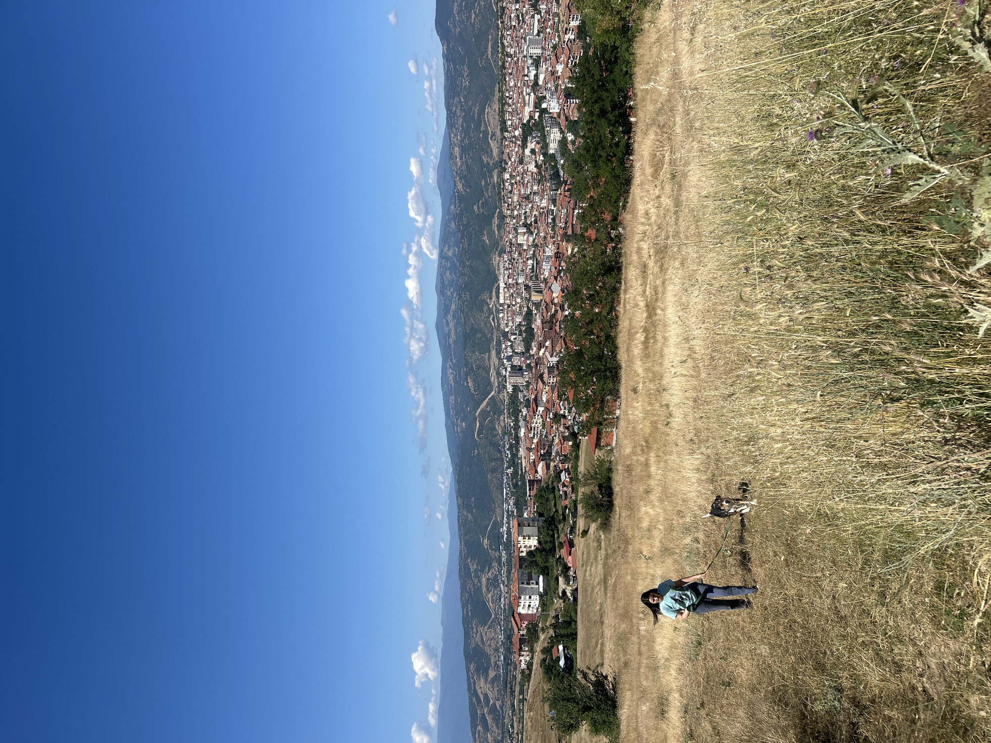 In the city of Polenitsa, Bulgaria, a young female is walking her dog across a dry, grassy hillside. The female, wearing a blue t-shirt and dark pants, is holding a leash attached to the dog, a medium-sized breed with black and white markings. They are walking downhill, away from the camera, towards a sprawling city nestled in a valley. The city is characterized by buildings with red tile roofs and some taller, modern structures. In the background, rolling hills and mountains form the horizon under a clear blue sky. The foreground of the image is dominated by the dry, golden grass and some flowering thistles, indicating a dry, possibly summer season.