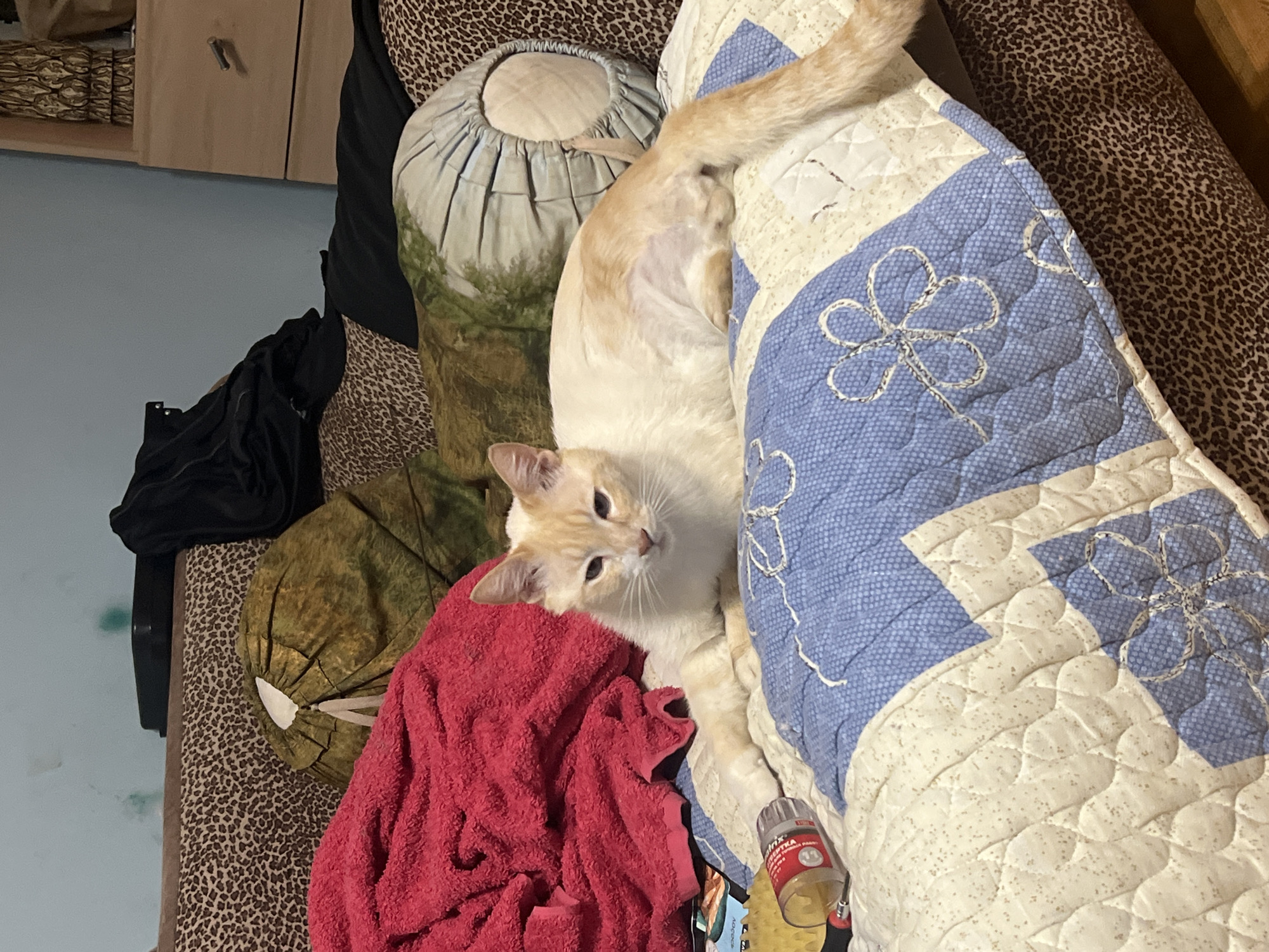 A cream-colored cat with orange tabby markings is lying on a quilted blanket with a blue and white pattern. The blanket is on a bed with a leopard-print comforter. To the left of the cat, there is a folded red towel. In the background, there are several pillows and some black clothing. A wooden dresser is visible on the right side of the image. The room appears to be a bedroom.