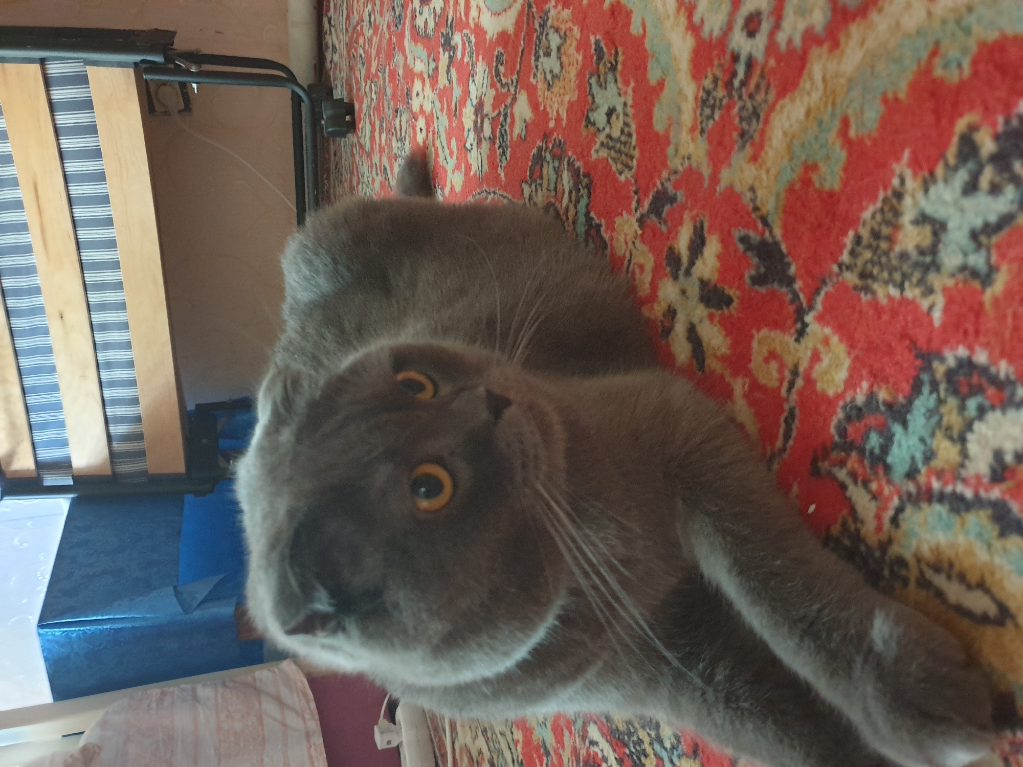 A grey Scottish Fold cat with orange eyes lies on a red patterned carpet. The cat is positioned in the foreground, facing right, with its front paws extended. In the background, a bed frame with wooden slats and blue and white striped bedding is visible. To the left, a blue tablecloth covers a table, and a white electrical outlet is mounted on the wall. The scene appears to be indoors, possibly in a residential setting. There is no information about the location in the city of Lozovyi Yar, Ukraine.