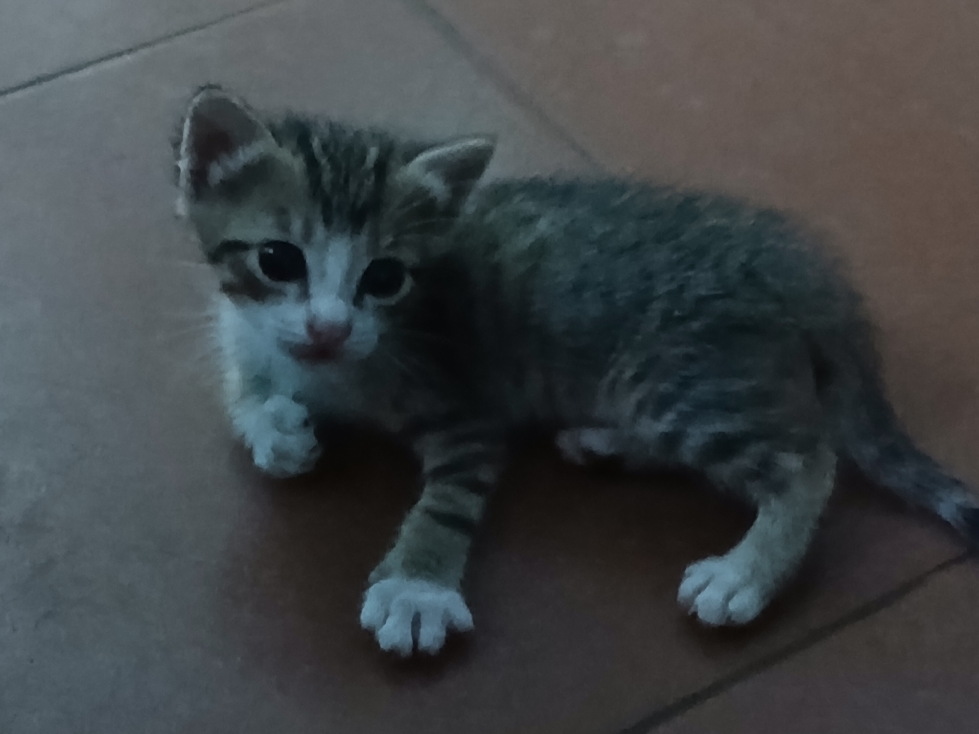 A small tabby kitten lies on a tiled floor. The kitten has grey and brown striped fur with white paws and a white face. The floor tiles are reddish-brown. The location and city of Altagracia, Venezuela, are unknown.