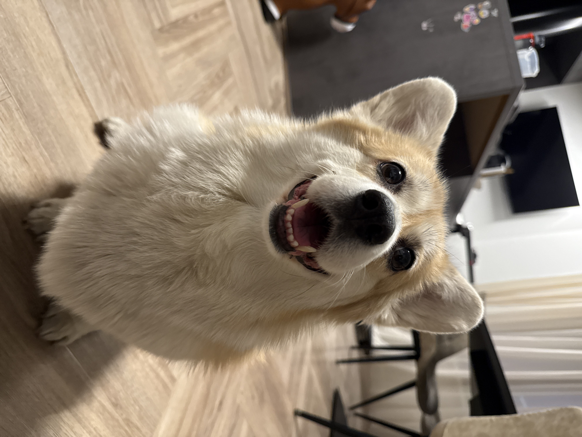 A close-up, slightly off-center shot focuses on a smiling corgi. The dog is positioned on a wooden floor, looking up into the camera. Its fur is a mix of white and light brown. The background includes a dark gray cabinet and some chairs with dark legs. The location appears to be indoors. This image does not contain information about the location being in Krasnoyarsk, Russia.