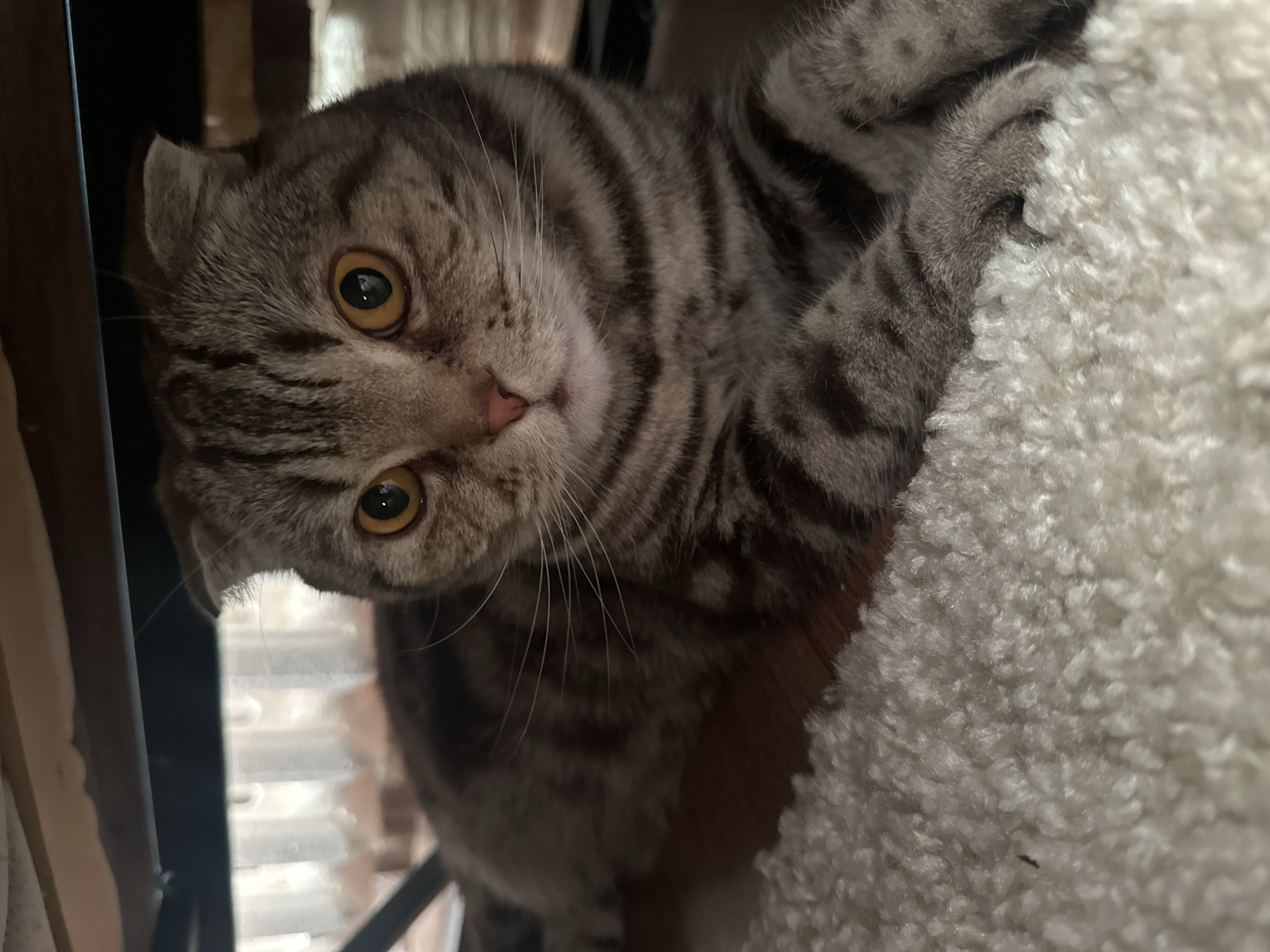 A grey tabby Scottish Fold cat with yellow eyes is clinging to a white, textured, possibly carpeted or shaggy surface. The cat's face is tilted, looking directly at the camera. Part of a dark-colored structure is visible in the background. Location: Unknown, Unknown.