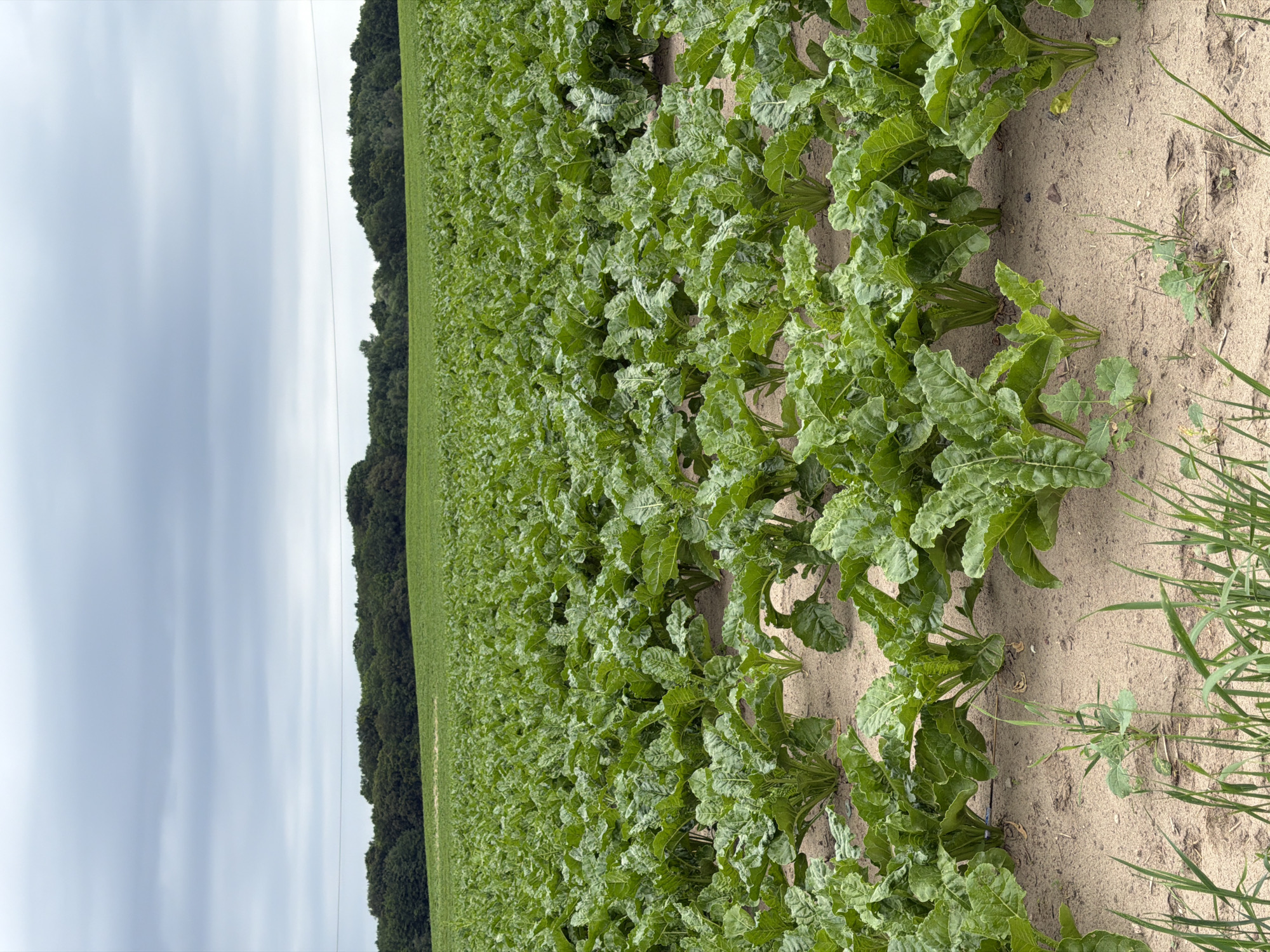 The image shows a field of sugar beet plants under a cloudy sky. The plants are densely packed, with large, green leaves. The soil is sandy and appears dry. In the distance, a line of trees forms the horizon, and a power line is visible stretching across the sky. The scene is a typical agricultural landscape, with no visible human presence or structures.