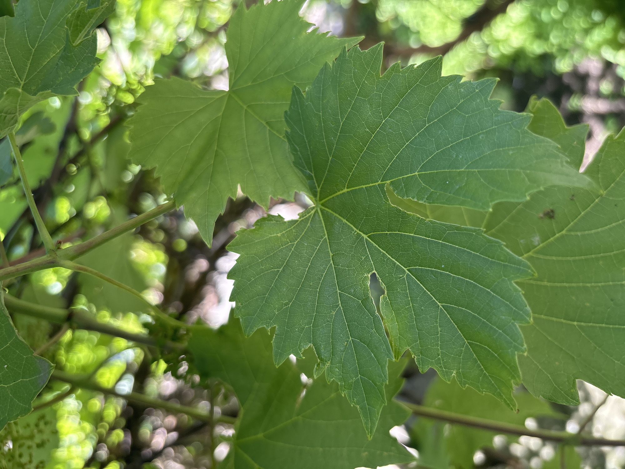 The image is a close-up, eye-level shot of several green grape leaves on a vine. The leaves are the primary subject, with their veined surfaces and serrated edges clearly visible. One leaf in the foreground is particularly detailed, showing a small hole or tear near its edge and prominent veins radiating from its center. The leaves are arranged in layers, with some overlapping others.
The background is a soft blur of green and white, suggesting dappled sunlight filtering through foliage. This bokeh effect indicates an outdoor setting, likely a garden or vineyard, bathed in natural light. The overall impression is one of a bright, possibly sunny day, with the focus on the intricate details of the plant life. There are no people, text, or specific events depicted. The mood is natural and serene, highlighting the beauty of the leaves.