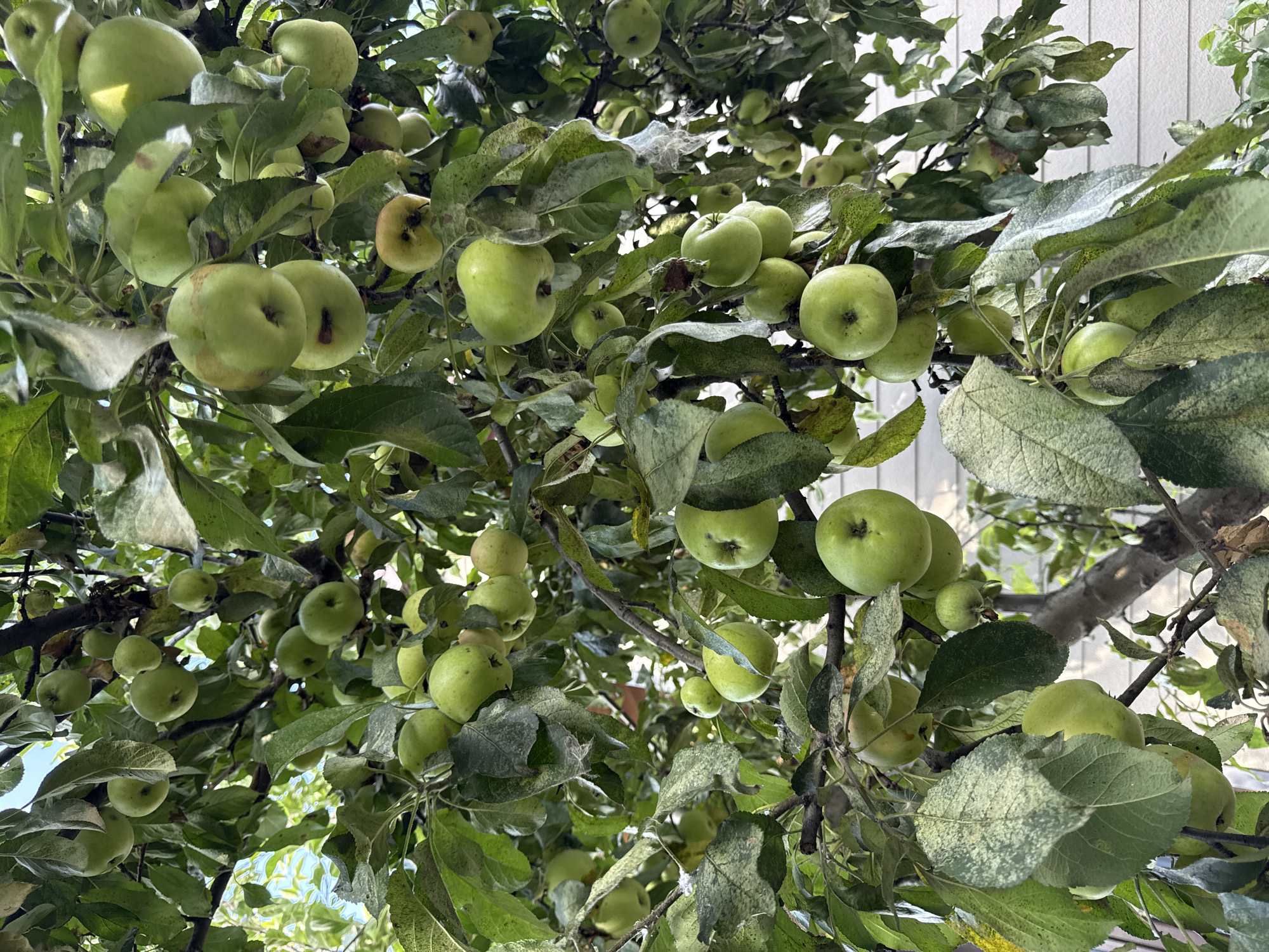 A close-up shot captures an apple tree laden with green apples, set against a backdrop of a building. The apples, varying in size and ripeness, are scattered throughout the branches, interspersed with lush green leaves. Some leaves exhibit a mottled appearance, with patches of lighter green or yellow. The natural light filters through the foliage, creating dappled shadows. In the background, the horizontal siding of a building is visible, suggesting a residential setting. The image does not contain any people, animals, or discernible activities. The overall impression is one of abundance and natural growth within an urban or suburban environment. The location, Pervorechenskoye, Russia, is not visually evident from the image itself but is provided as context.