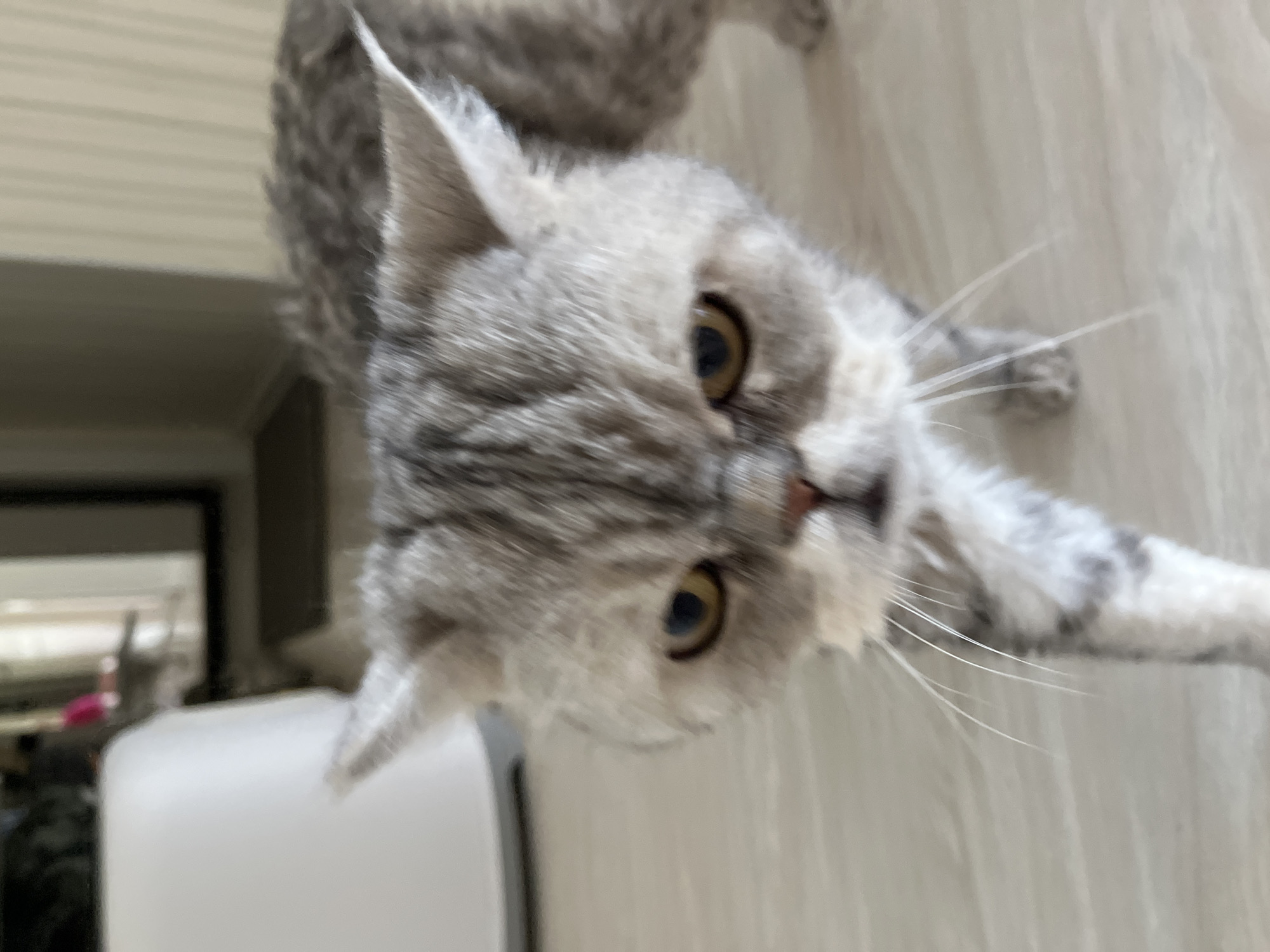 A close-up, rotated view features a grey tabby kitten with amber eyes. The kitten's face is centered, with its nose and whiskers prominently visible. The background is blurred, but appears to be an interior setting, including a view of a dark-framed mirror. There is no verifiable evidence to place this image in Chaikovsky, Russia, based on its visual content alone.