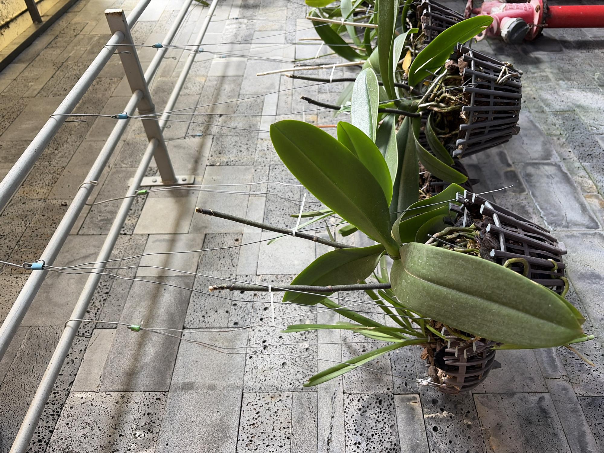 The image shows several orchid plants hanging in dark brown, slatted baskets against a grey, textured stone wall. The orchids have broad, dark green leaves and exposed root systems. They are suspended by thin wires from horizontal metal pipes mounted on the wall. Some of the orchids have visible dried stems or developing new shoots. In the lower right corner, a bright red fire hydrant and a portion of a red pipe are visible. The scene appears to be outdoors, possibly on a balcony or covered patio, given the lighting and the wall construction. The location is identified as Da Nang, Vietnam, a coastal city known for its tropical climate which would be suitable for orchid cultivation.
