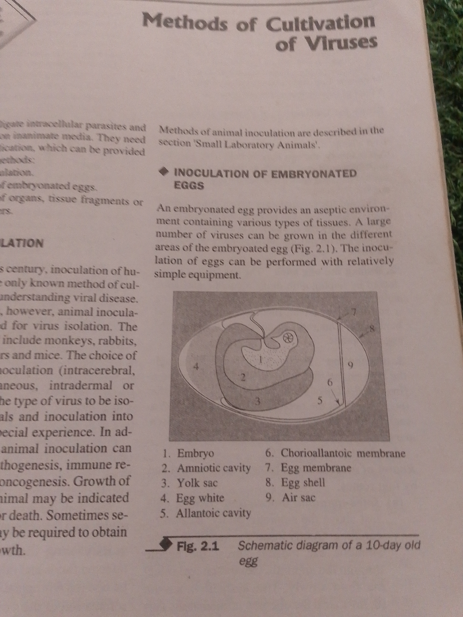 The image is a close-up of a book page discussing the cultivation of viruses. The title "Methods of Cultivation of Viruses" is prominently displayed. Below the title, there is a section on "Methods of animal inoculation" and a subsection titled "INOCULATION OF EMBRYONATED EGGS". Accompanying this text is a diagram labeled "Fig. 2.1" which is a schematic diagram of a 10-day old egg, with various parts labeled numerically from 1 to 9. The labels include "Embryo", "Amniotic cavity", "Yolk sac", "Egg white", "Allantoic cavity", "Chorioallantoic membrane", "Egg membrane", "Egg shell", and "Air sac". The text on the left side of the page discusses inoculation of various subjects, including humans and animals, and mentions methods of virus isolation. The background of the image appears to be a green, textured surface, possibly grass or a carpet. There is no information or visual cue in the image that relates to the city of Jalingo, Nigeria.