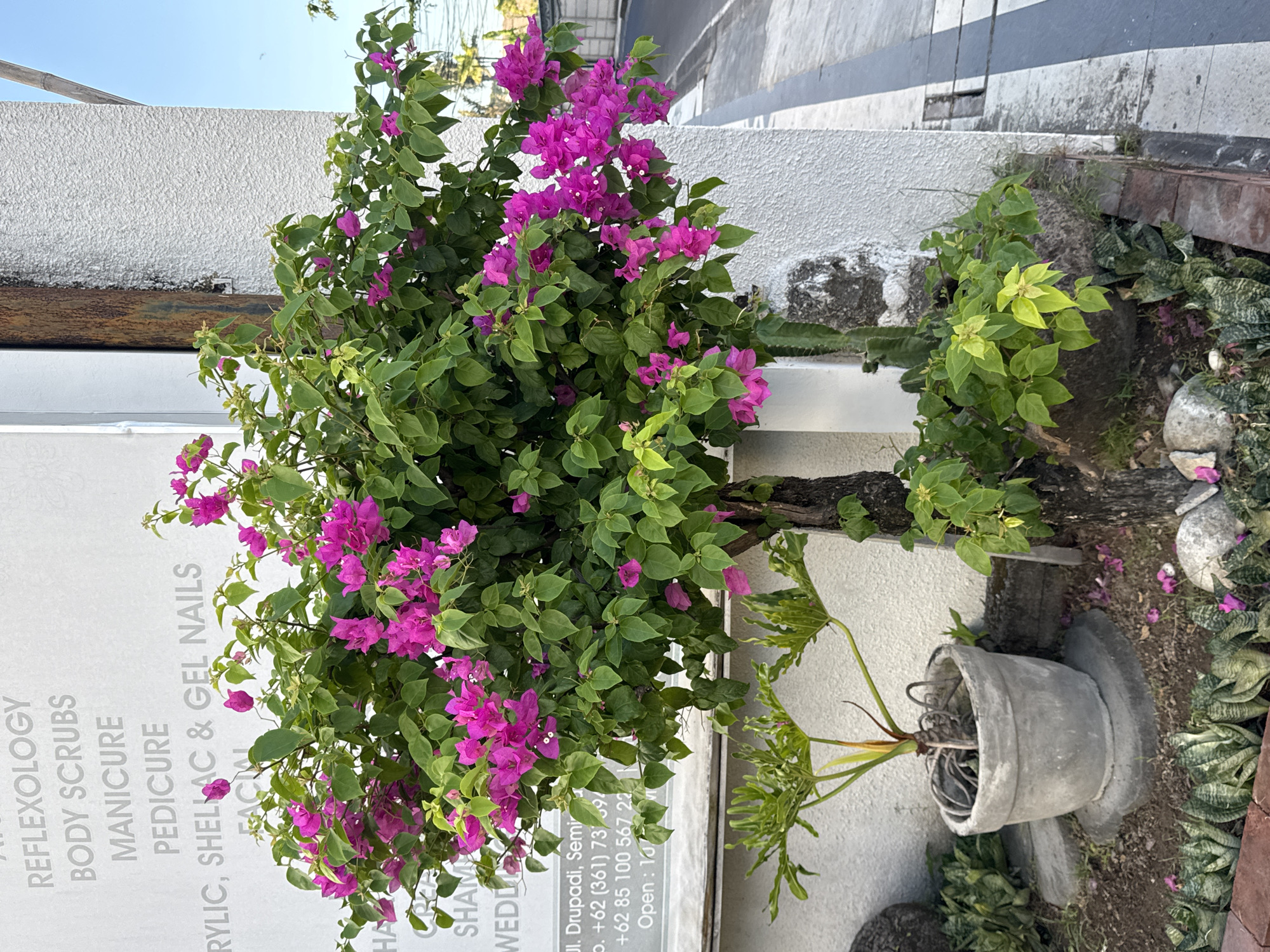 The image depicts a lush bougainvillea plant with vibrant purple flowers in what appears to be a public space in Kuta, Indonesia. The plant stands next to a building with an advertisement for a beauty salon, listing services such as reflexology, body scrubs, manicures, pedicures, and nail services. A separate plant is in a large, weathered pot. The environment also includes paving and various other plants and shrubs, suggesting a partially landscaped area adjacent to the building. The scene is likely taken during daylight hours, as indicated by the natural lighting.