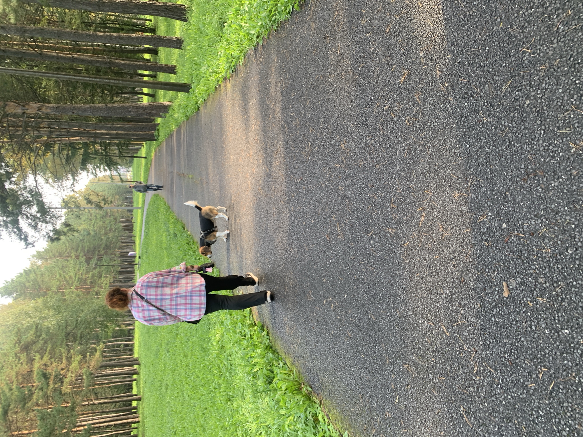 An adult, viewed from behind and from the waist down, is walking a beagle on a paved path through a park. The person is wearing a pink and blue plaid shirt and black pants. The dog is leash-trained and is trotting ahead. The path is bordered by lush green grass and tall pine trees. The lighting suggests it is late afternoon or early evening. In the distance, another person can be seen walking on the path. This scene is consistent with the typical appearance of a park in Prokopyevsk, Russia, a city known for its numerous green spaces and forested areas.