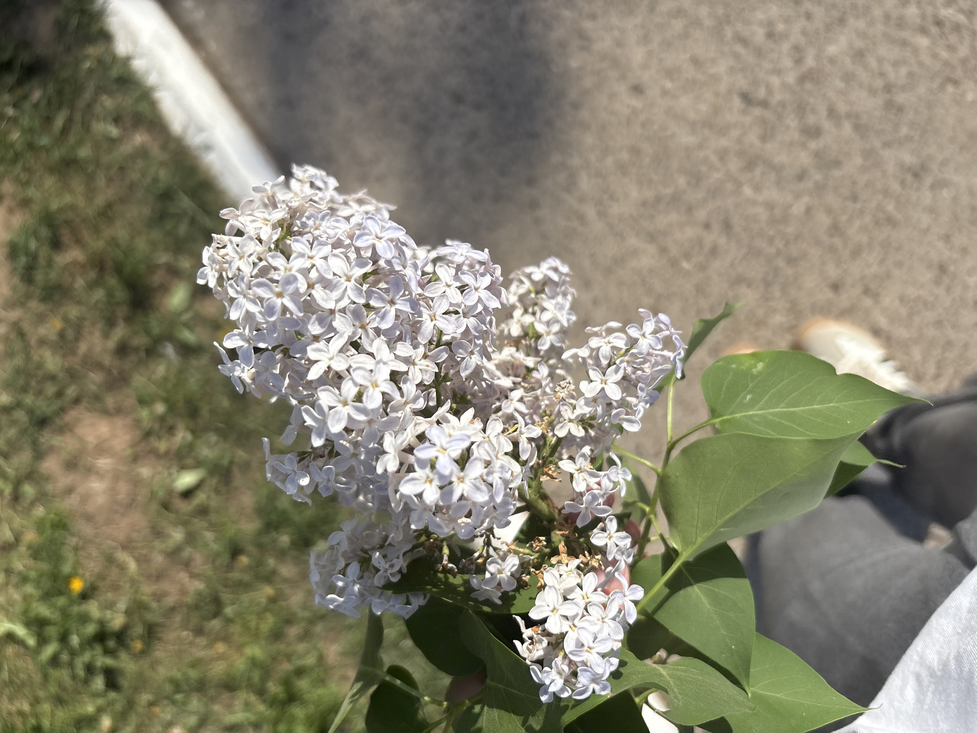 A photograph depicts a bouquet of light lilac flowers, possibly white, with accompanying green leaves. The flowers are densely clustered, suggesting a mature bloom. The setting appears to be outdoors, with a blurred background showing grass and pavement, possibly in the city of Chaikovsky, Russia. A person, only partially visible, holds the flowers; their grey jeans and a glimpse of a shoe are discernible.
