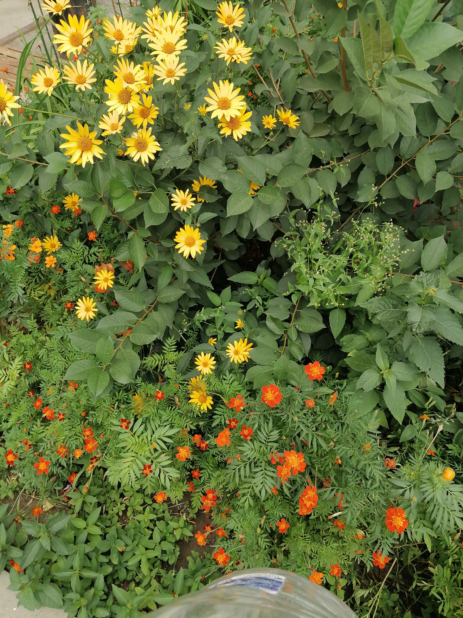 The image displays a densely packed garden bed filled with various flowers and foliage. The dominant colors are vibrant yellow from large daisy-like flowers and bright orange from smaller marigold-like blooms. Lush green leaves form a backdrop for these colorful flowers. The scene appears to be an outdoor setting, possibly a garden or park, with soft lighting. No people are visible in the image. The overall impression is one of a thriving, natural display of flora.