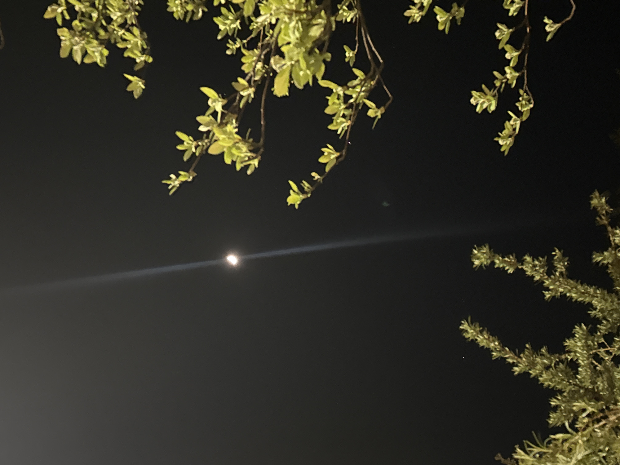 The image presents a serene nighttime outdoor scene, likely in Great Yarmouth, United Kingdom, focusing on the moon and various foliage against a vast, dark sky. The most prominent celestial feature is the moon, visible as a bright, circular light source located in the middle-left section of the frame. A distinct, elongated horizontal lens flare or light streak originates from the moon, extending across the dark sky.
In the upper portion of the photograph, several branches of a tree or shrub are visible, hanging downwards into the frame. These branches are adorned with numerous small, light green leaves, which appear vibrant and well-defined, suggesting new growth. Their lighter hue offers a gentle contrast against the deep black of the night sky. In the bottom-right corner, another mass of vegetation can be seen, characterized by denser, darker green, and more needle-like leaves, possibly belonging to a different type of bush or shrub.
The sky itself is uniformly dark, indicating a clear night with no visible clouds or stars, allowing the moon's light to stand out prominently. No specific activities or events are taking place, and no human subjects or visible text are present. The overall atmosphere conveyed is one of quiet natural beauty and nocturnal tranquility.