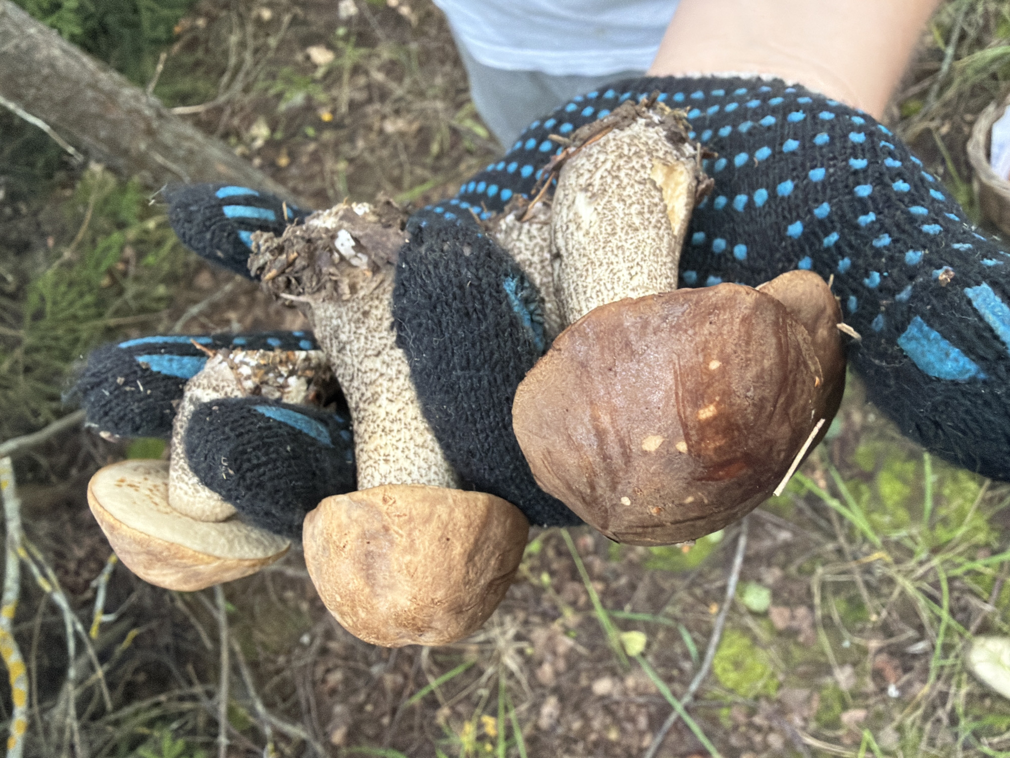 A hand wearing a black glove with blue dots holds several mushrooms. The mushrooms have brown caps and pale undersides. The background is a forest floor with green moss and fallen leaves. The image was taken in Bol'shie Kurashki, Russia.