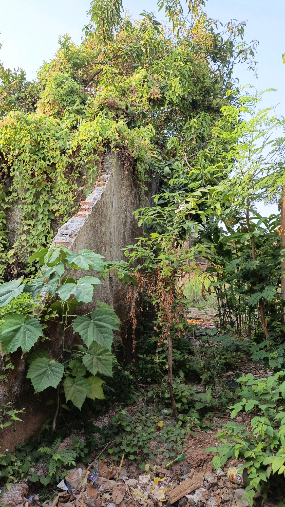 A concrete wall, partially covered in vines, rises on the left side of the frame, its top edge crumbling to reveal brickwork. Large, green leaves sprout from a plant in the foreground, obscuring the wall. The area is overgrown with various plants and trees, creating a dense green canopy that extends across the image. Some dead, brown foliage hangs from a thin tree trunk to the right of the wall. The ground is littered with debris, including dried leaves, twigs, and what appears to be discarded trash such as a tin can. The scene suggests an abandoned or neglected outdoor space, likely in a rural or peri-urban setting. The lighting indicates it is daytime, with sunlight filtering through the foliage.