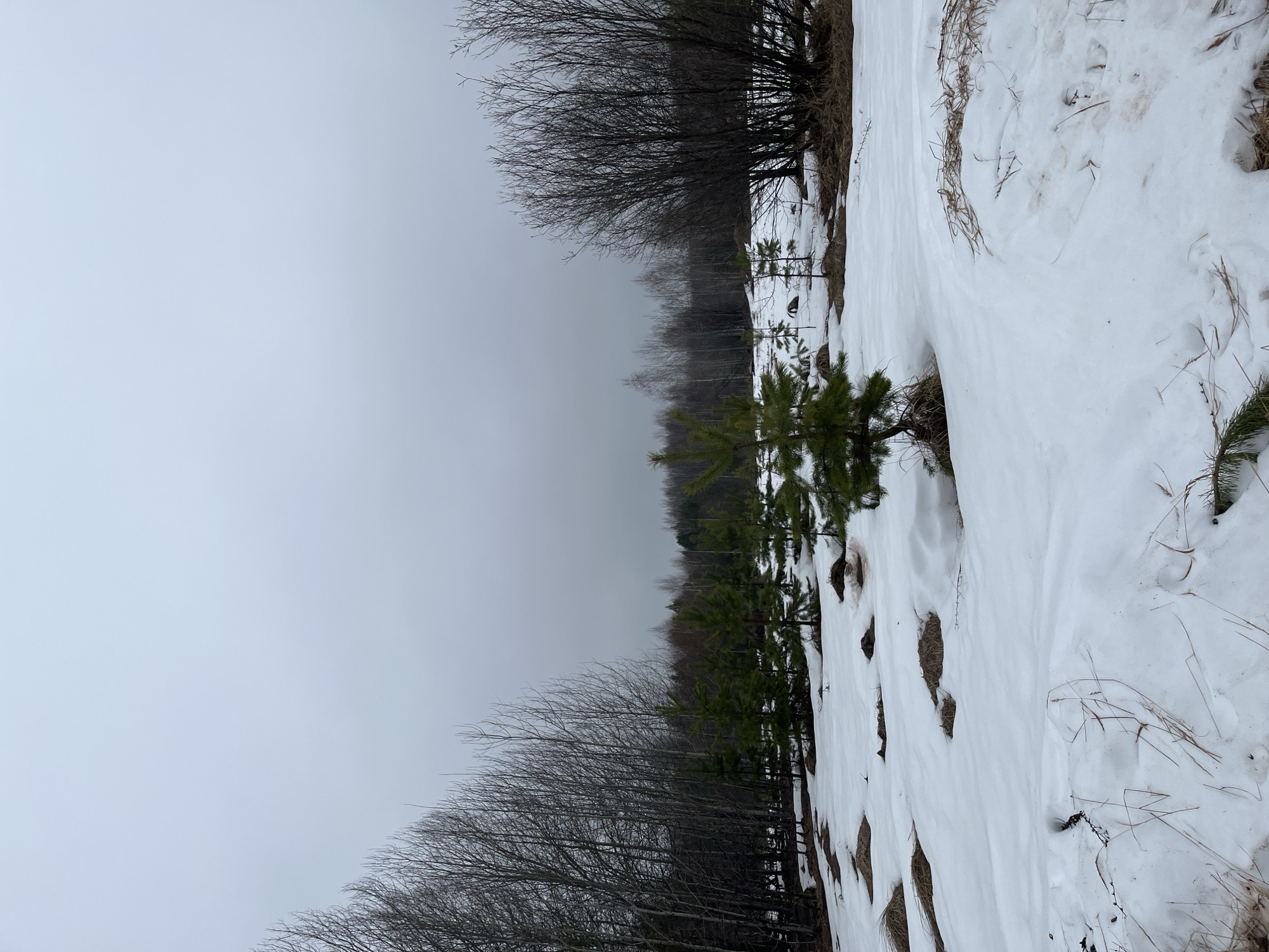 The image depicts a winter landscape in Марковский, Russia, characterized by a snow-covered field transitioning into a line of bare trees and then evergreen trees. A thick, grey sky dominates the upper portion of the frame. The snow cover is patchy, revealing brown patches of dead vegetation. Several small evergreen trees dot the snow-covered landscape. A line of bare trees, devoid of leaves, stands in the mid-ground, contrasting with the darker green evergreen trees in the background. The overall impression is one of a cold, overcast day in a rural area.