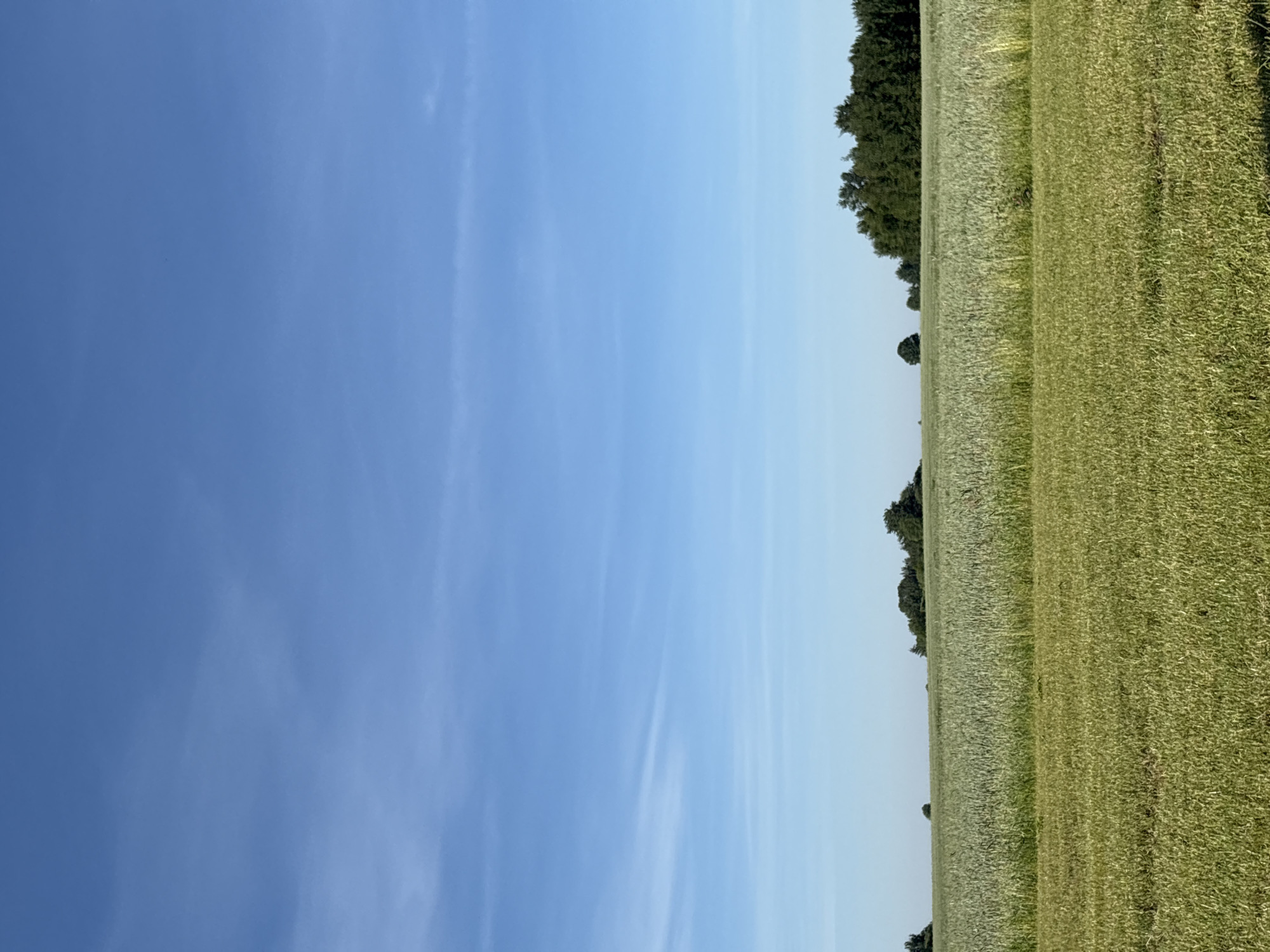 An eye-level, vertical outdoor shot captures a rural landscape under a bright blue sky with faint wispy clouds. The lower half of the image is dominated by two fields of lush green vegetation, separated by a slightly lighter green strip, possibly indicating a path or recently mown area. The fields extend horizontally across the frame, with the vegetation appearing taller and denser in the middle ground. In the distance, a line of dark green trees forms a treeline along the horizon. The landscape appears to be located in or near Пашкаўскі сельскі Савет, Belarus, a region characterized by open fields and forests. There are no people or animals visible in the image.
