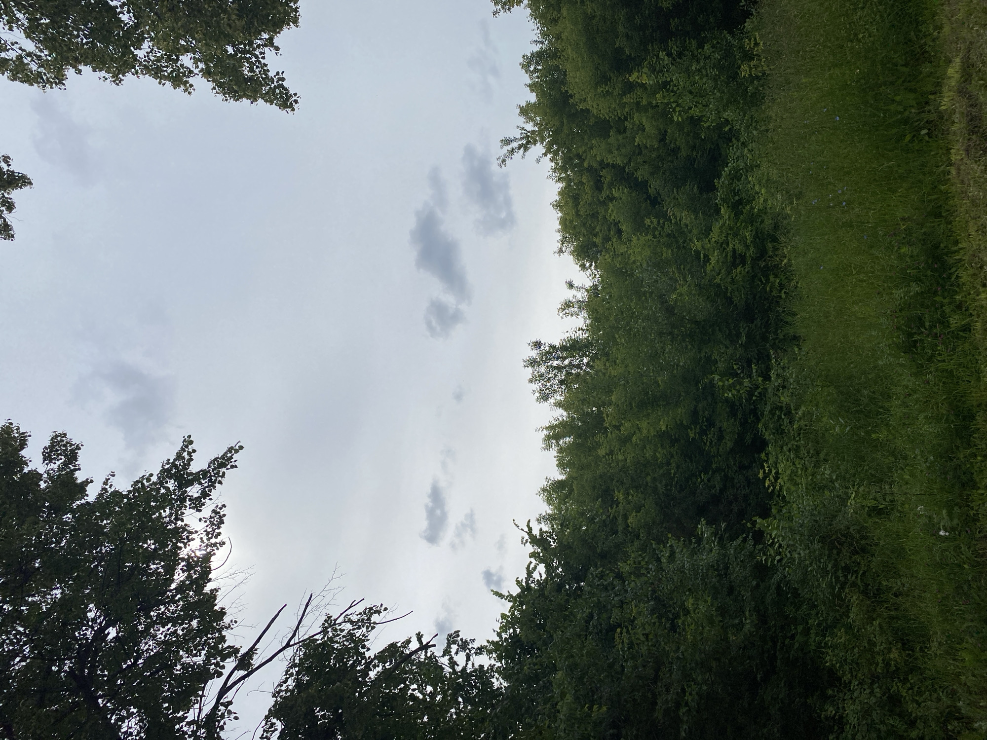 This is a vertical, low-angle shot of trees and the sky. The dominant subjects are lush green trees, framing a cloudy sky. On the right side of the image, a dense line of trees transitions into tall, vibrant green grass with a few small blue flowers visible. On the left and top of the frame, tree branches with green leaves are silhouetted against a pale, overcast sky. A few scattered, light grey clouds drift across the sky. The lighting suggests it is daytime, likely overcast or nearing dusk due to the diffused light. The scene depicts a natural, outdoor environment, possibly a park or a wooded area in Izhevsk, Russia. There is no activity or event taking place, and no text is visible. The overall mood is serene and natural.
